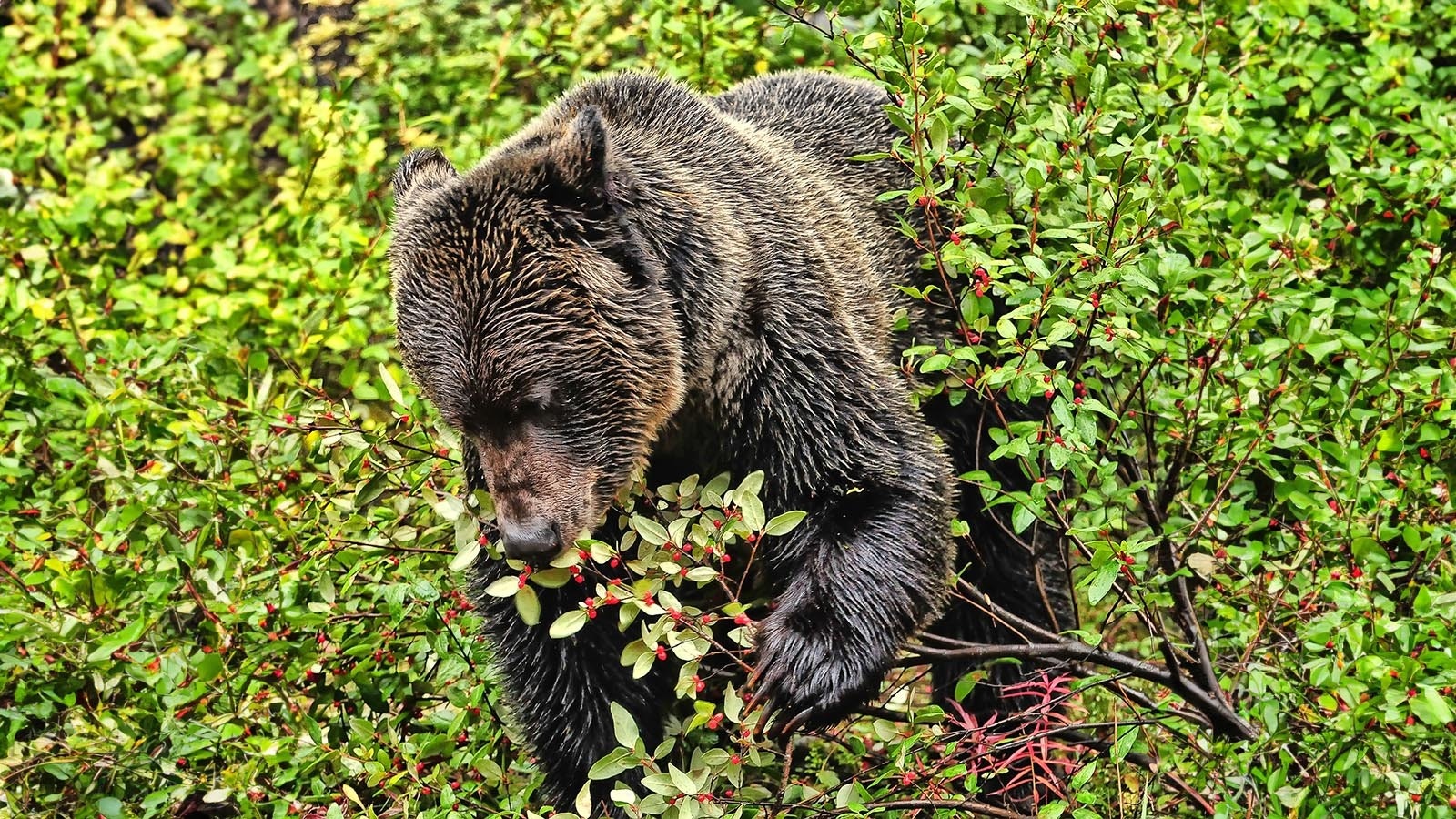 Grizzly eating berries 7 19 24