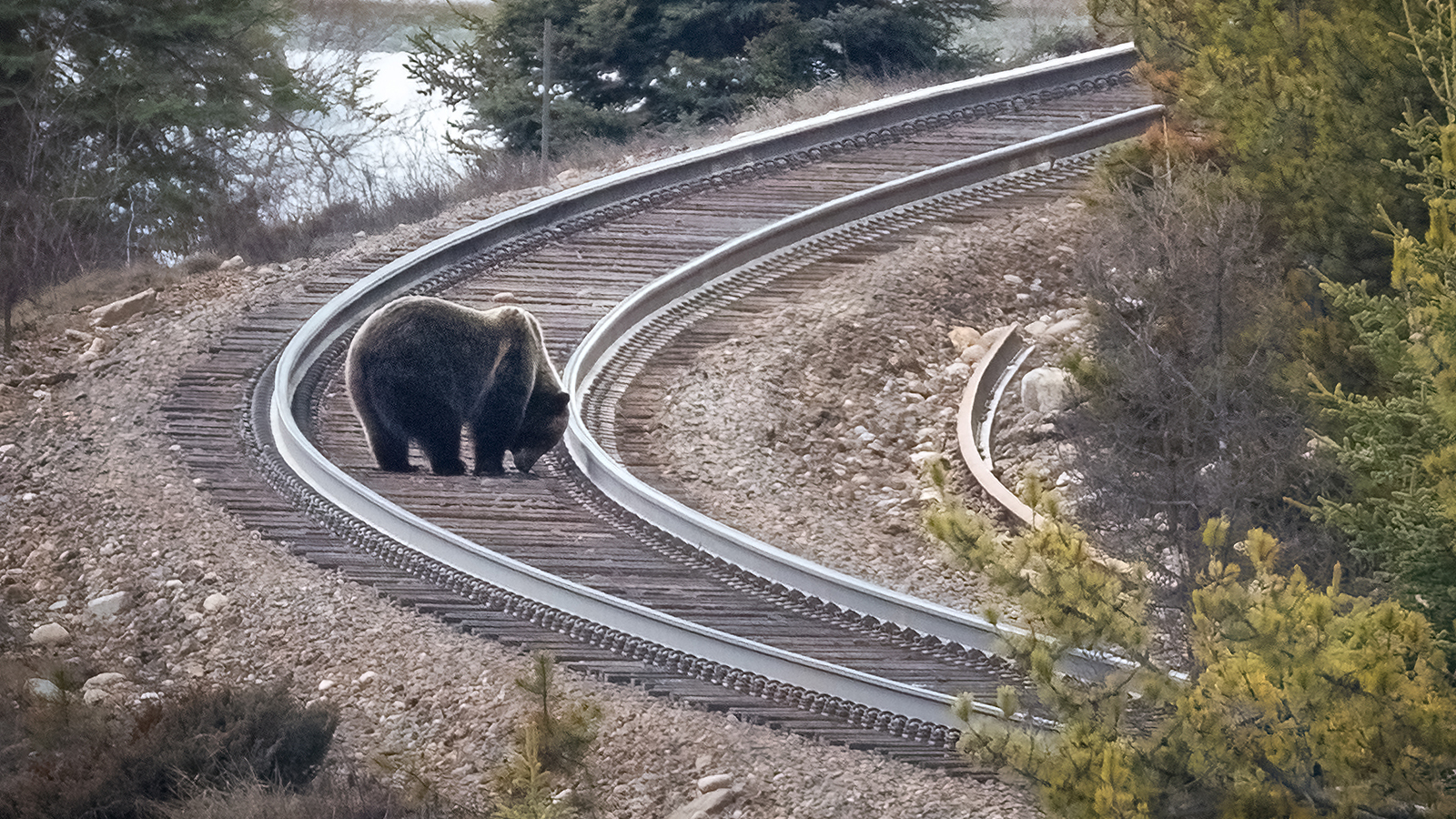 Drunk Grizzlies Keep Getting Hit By Trains In Montana | Your Wyoming News  Source