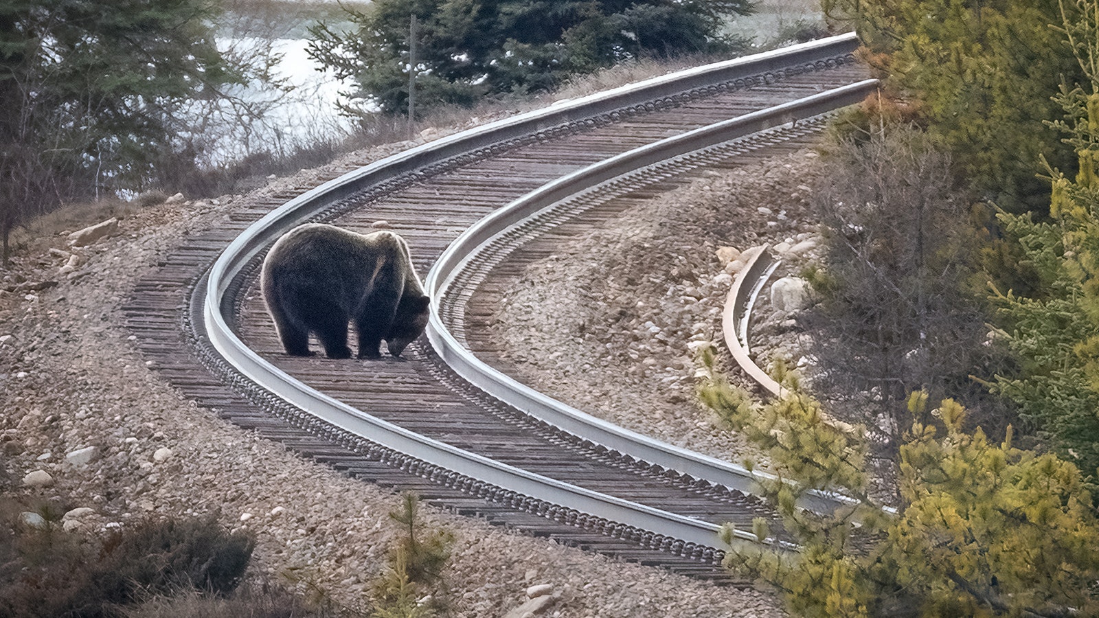 A grizzly bear grazes for spilt grain on the train tracks in Banff National Park, Alberta, Canada. Since 1980 in Montana, 68 grizzlies, many "drunk" on fermented grain, have been killed by trains.