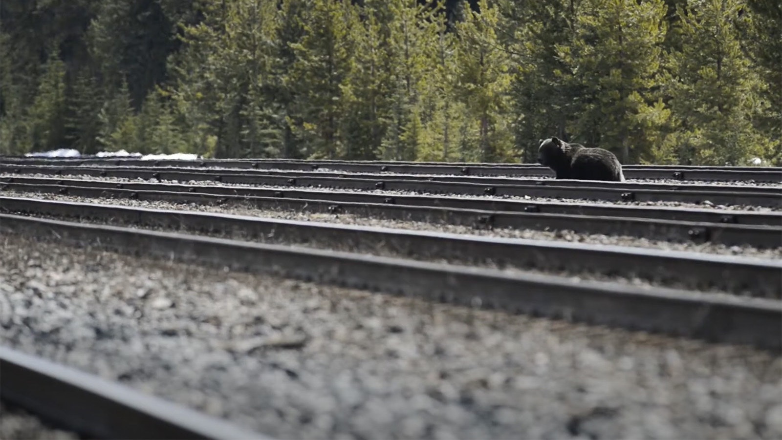 A grizzly bear feeds on grain that has spilled along railroad tracks.