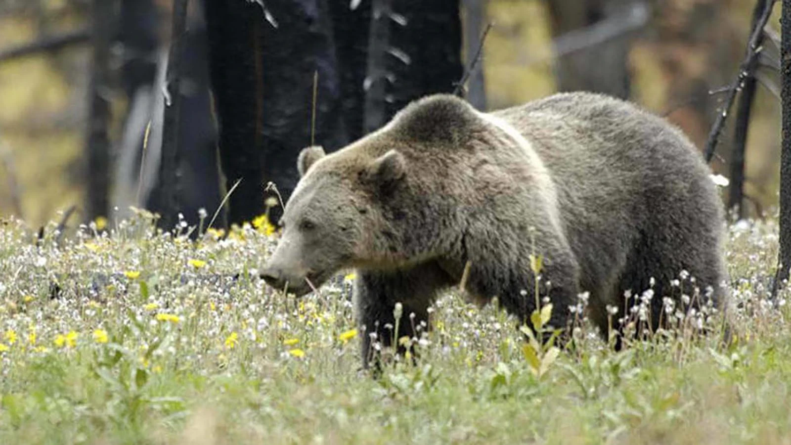 A grizzly bear has shown up near Coeur d’Alene, Idaho, for the third this year, providing a “glimmer of hope” grizzlies might be expanding their territory into central Idaho, bear advocates say. On the other hand, the grizzly might've just been hungry.
