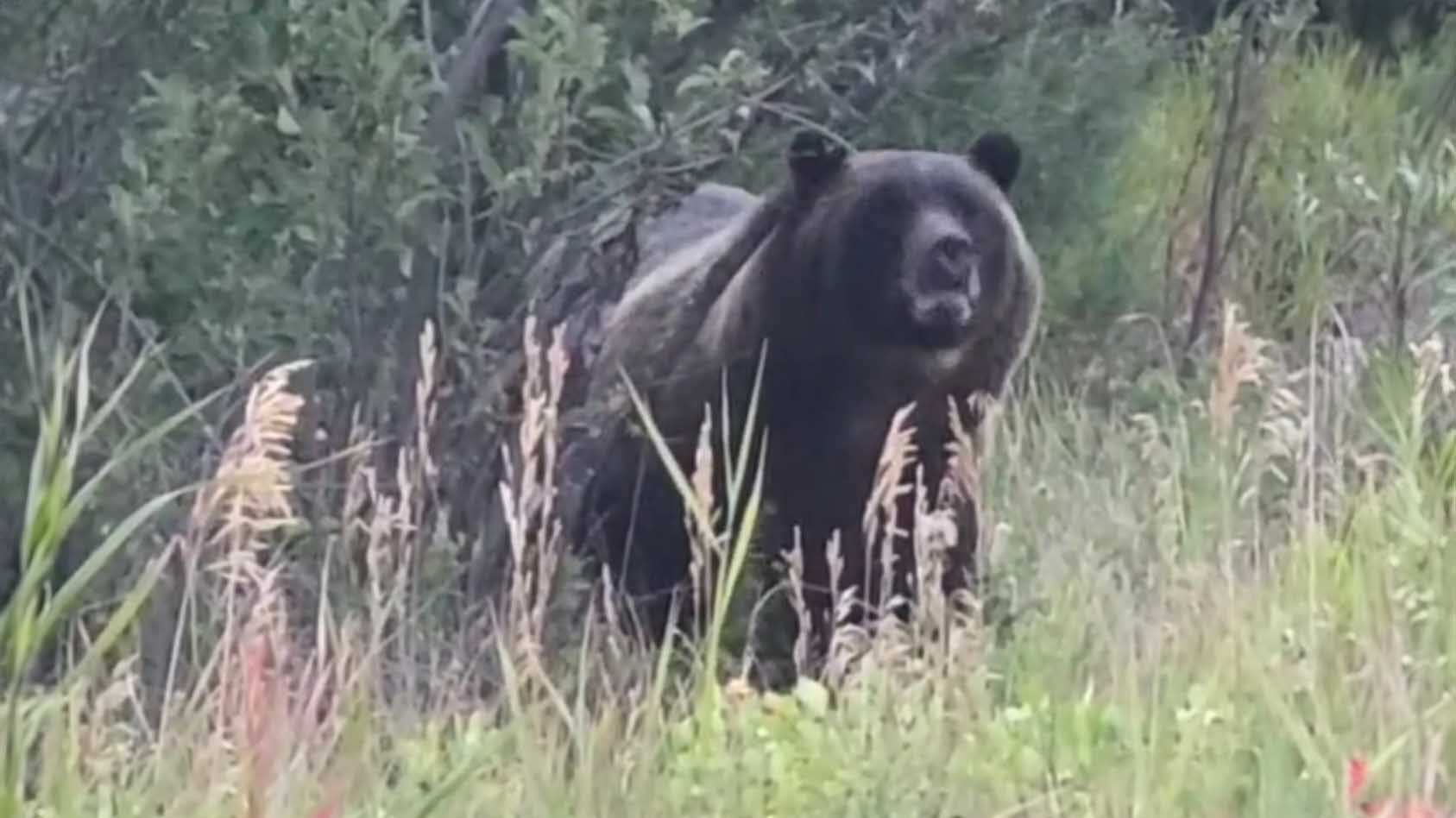 A grizzly bear made a stop by a firefighter spike camp late Thursday near the small down of Avon in western Montana. The firefighters stayed calm, and the bear left on its own.