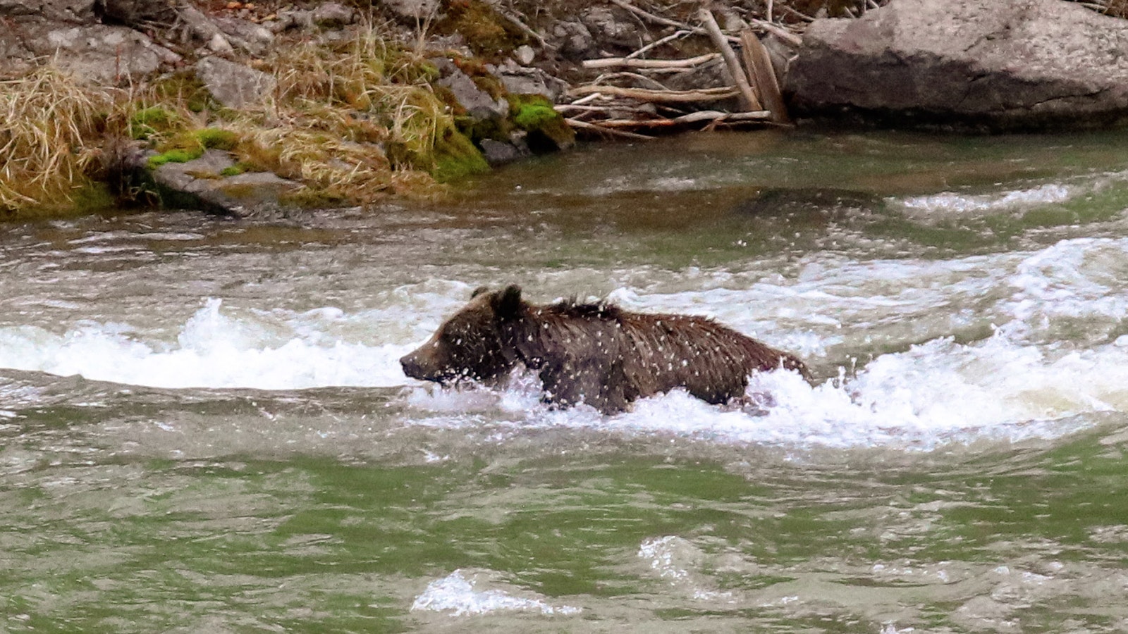A young male grizzly powers against the current in the Hoback River near Pinedale, to get back to shore after feasting on a big game carcass in the middle of the river.