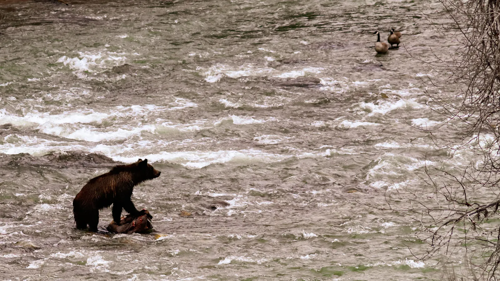 Fearless Wyoming Grizzly Powers Through Rapids After Gorging On Carcass ...