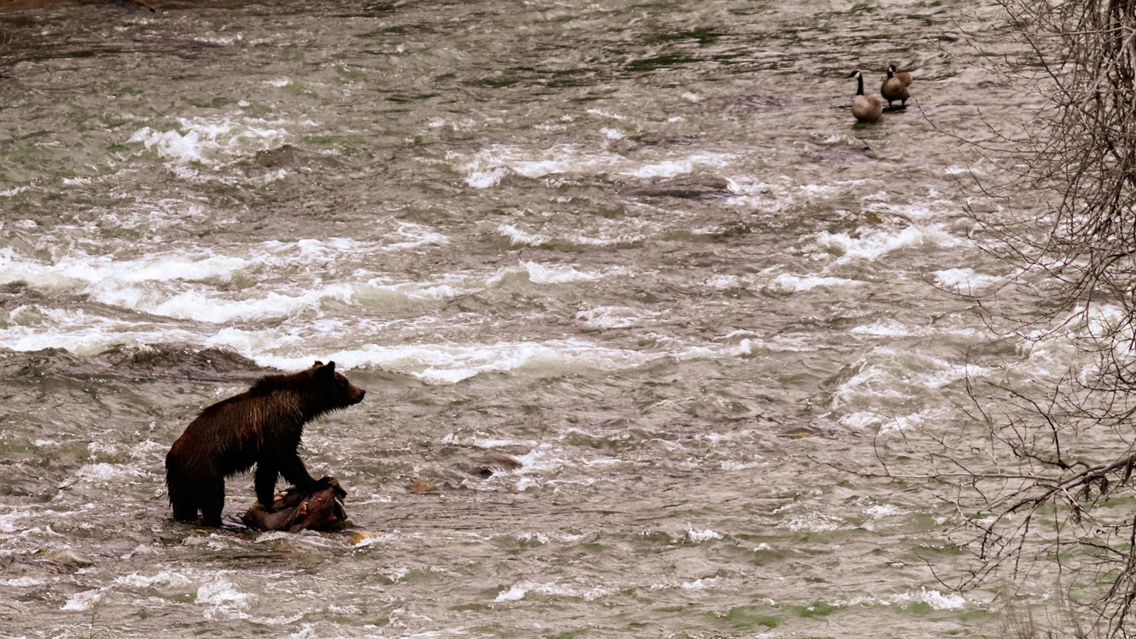 A young male grizzly and a pair of Canada geese eyeball each other in the Hoback River near Pinedale. The critters kept their distance from each other and no fights broke out.