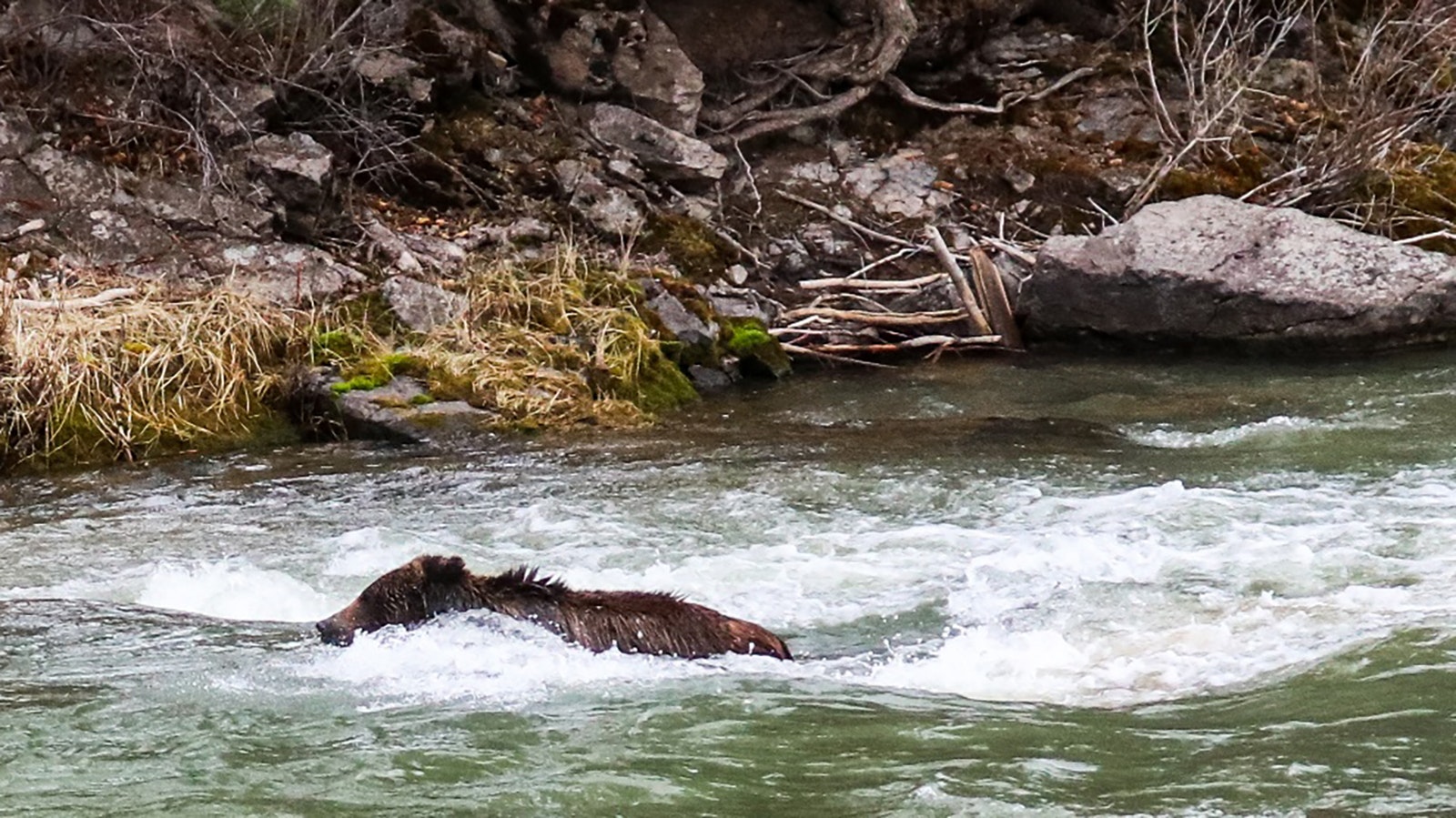 A young male grizzly powers against the current in the Hoback River near Pinedale, to get back to shore after feasting on a big game carcass in the middle of the river.