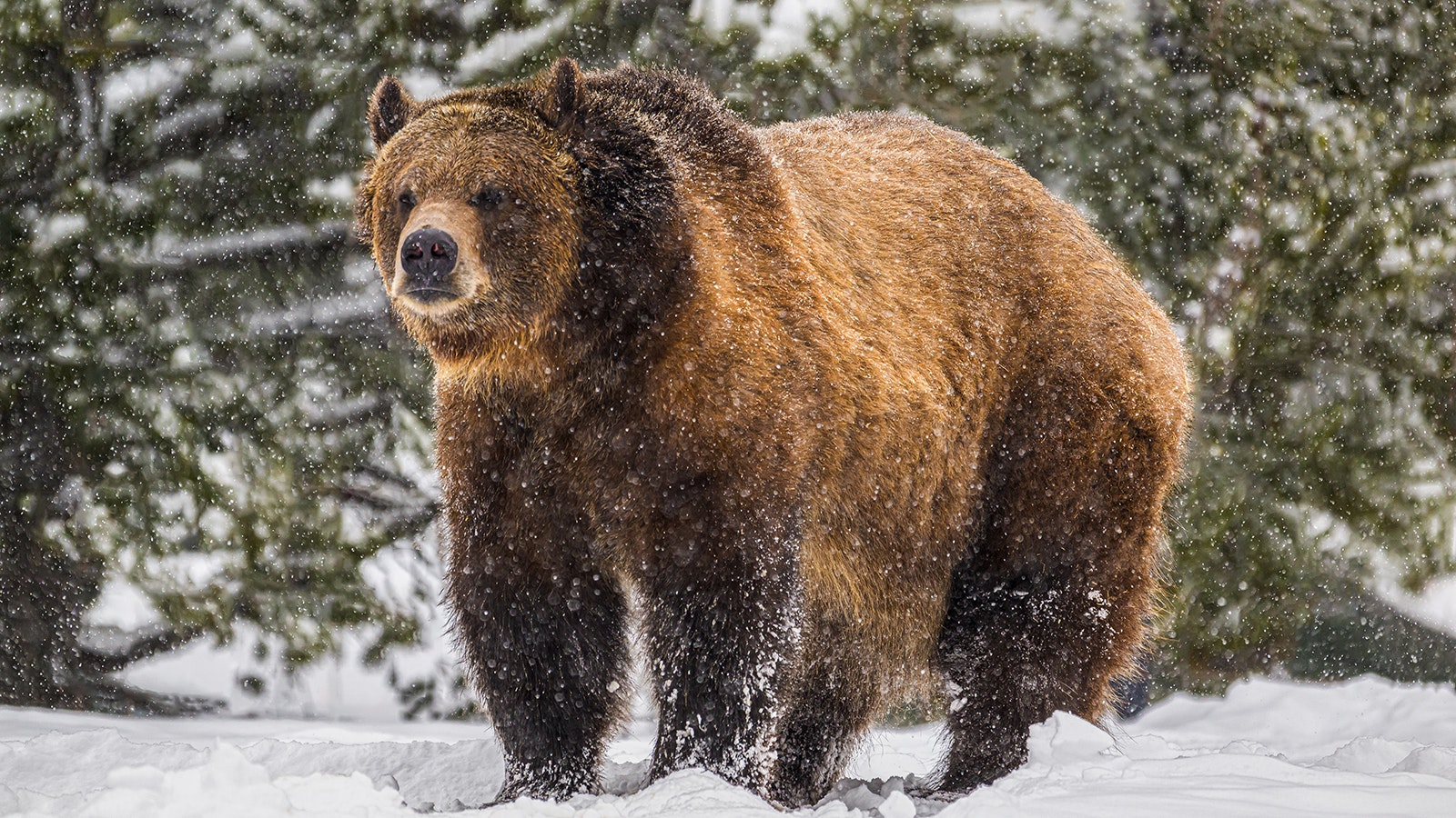 Harriet Hageman and others say there’s a chance Wyoming’s grizzlies will be delisted from endangered status after all with President Donald Trump back in office. His pick for Interior secretary says “I’m with you” on delisting.