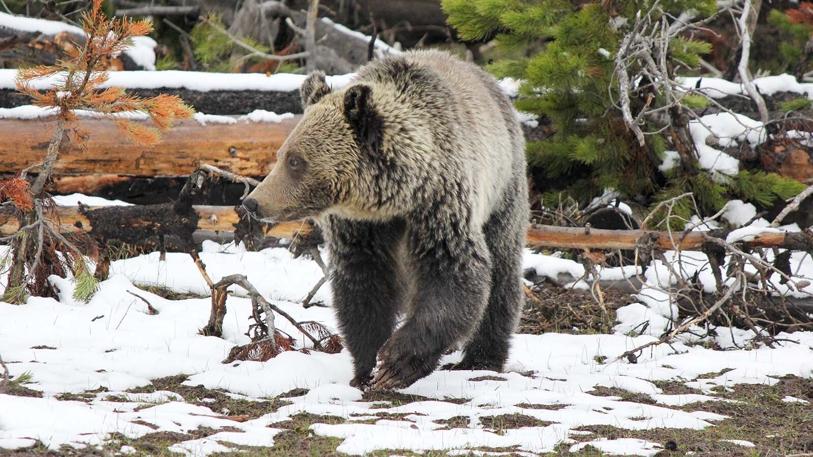 Unseasonably warm weather has kept some grizzlies out late, so keep your eyes peeled if you’re taking advantage of spring-like temperatures to go hiking.