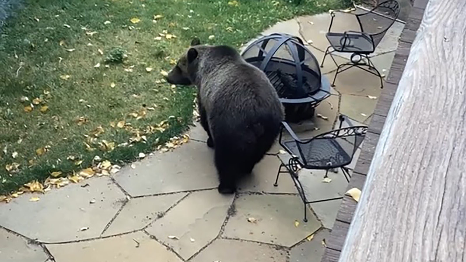This grizzly bear was in Jim Zumbo’s yard in the North Fork west of Cody in October of 2022. Grizzly sightings used to be rare in the area but are now common.