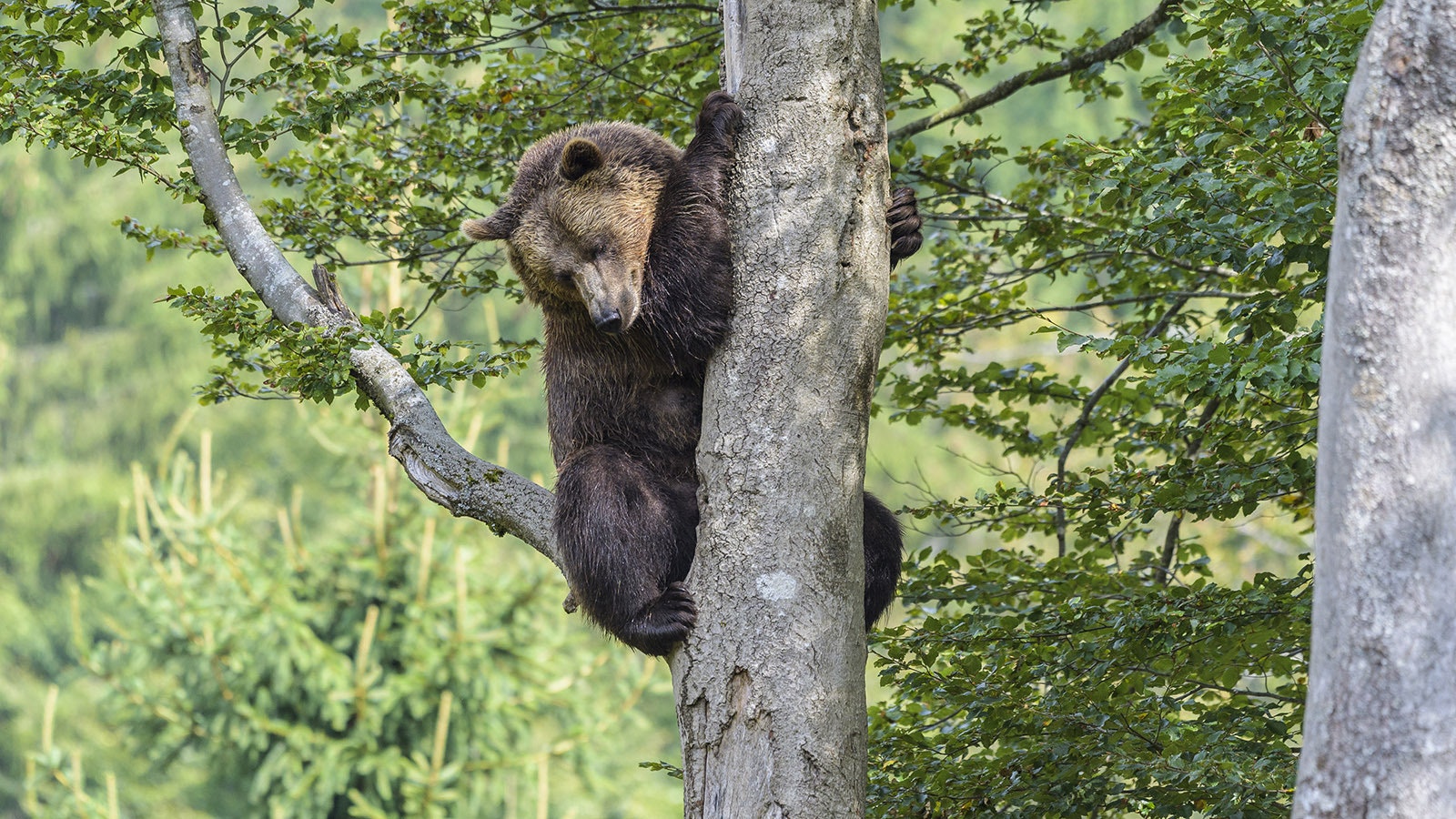 Grizzly in a tree 10 8 24