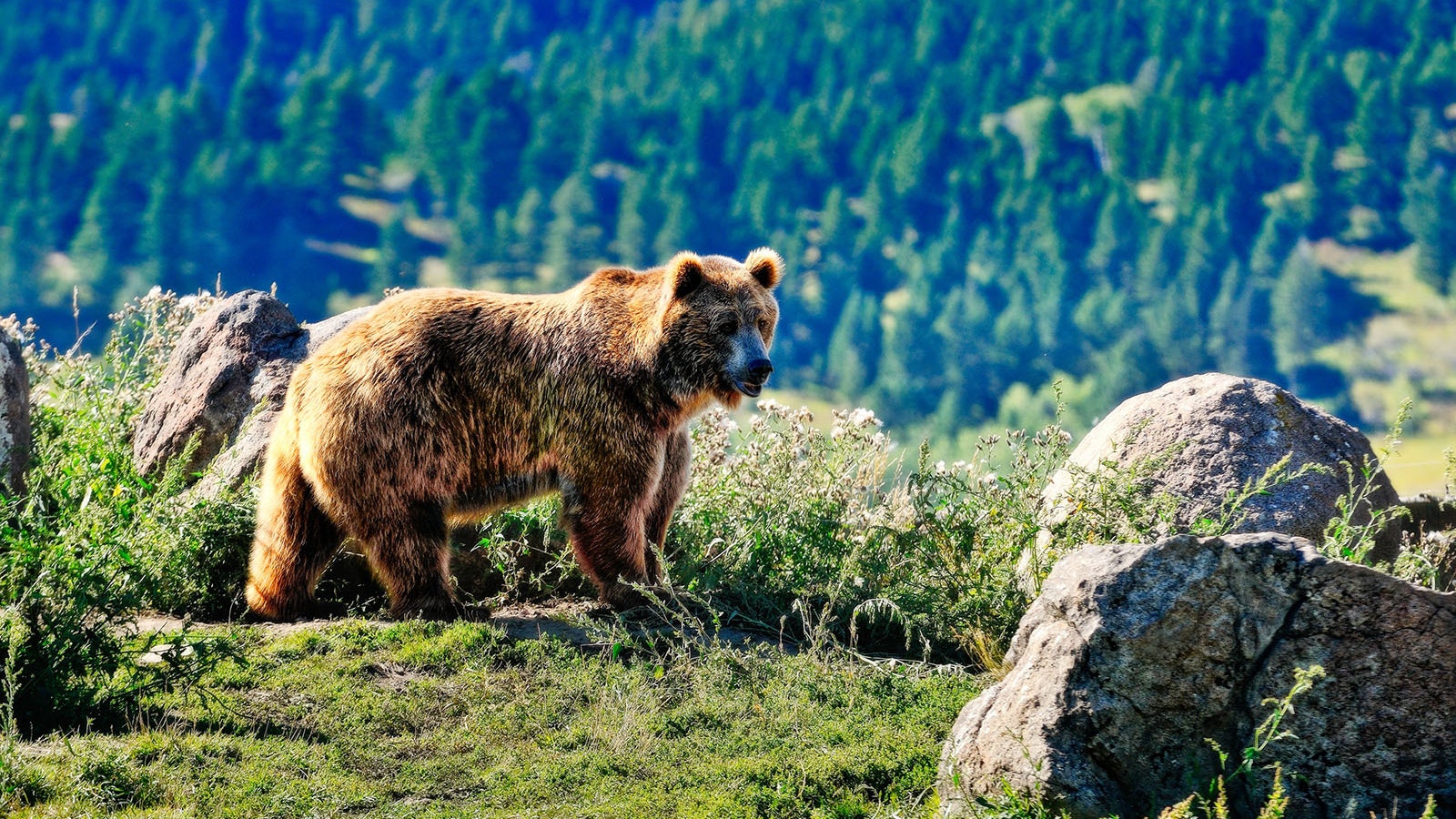 Grizzly in montana 7 12 23