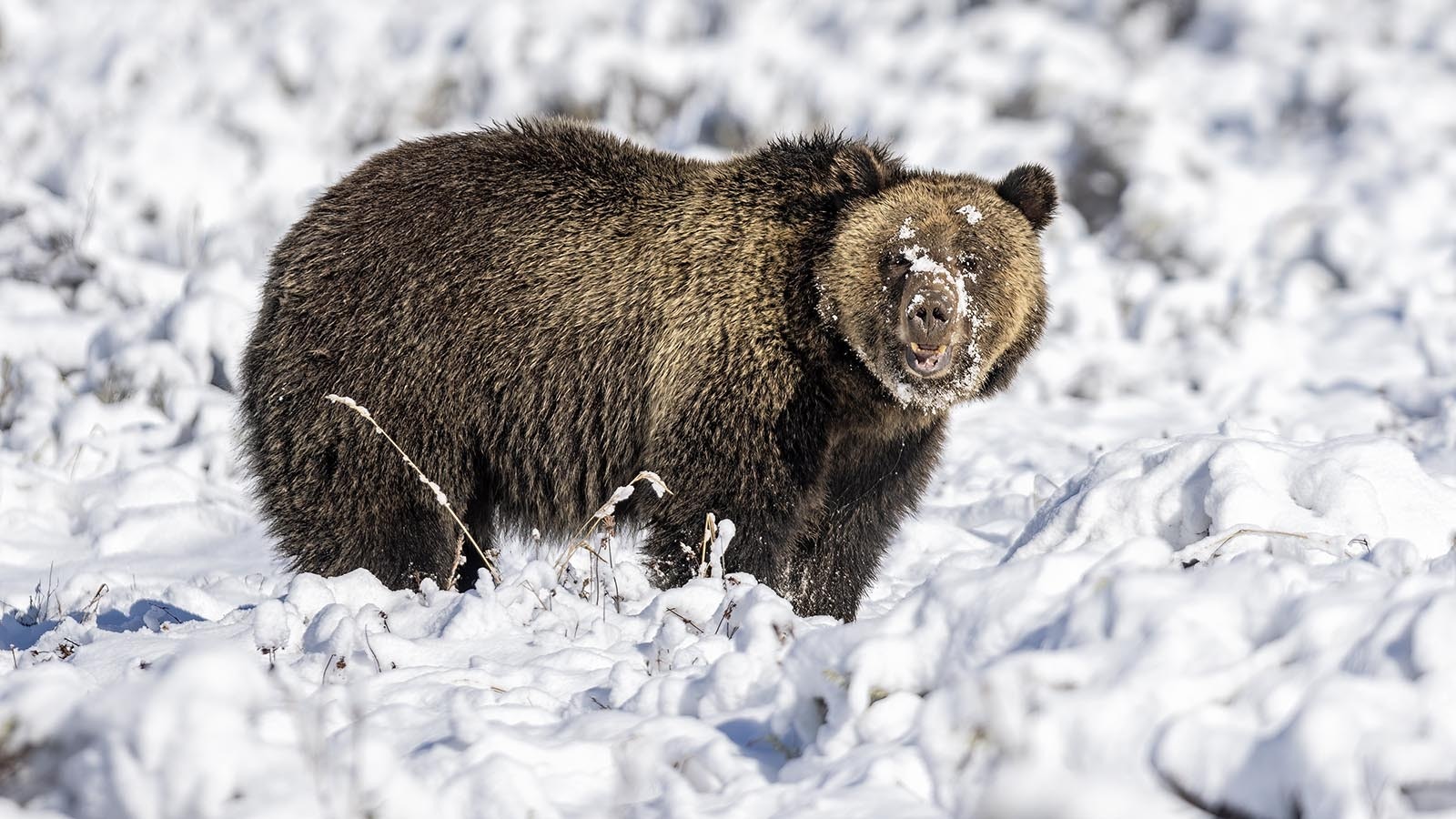 Grizzly in snow 1 7 25