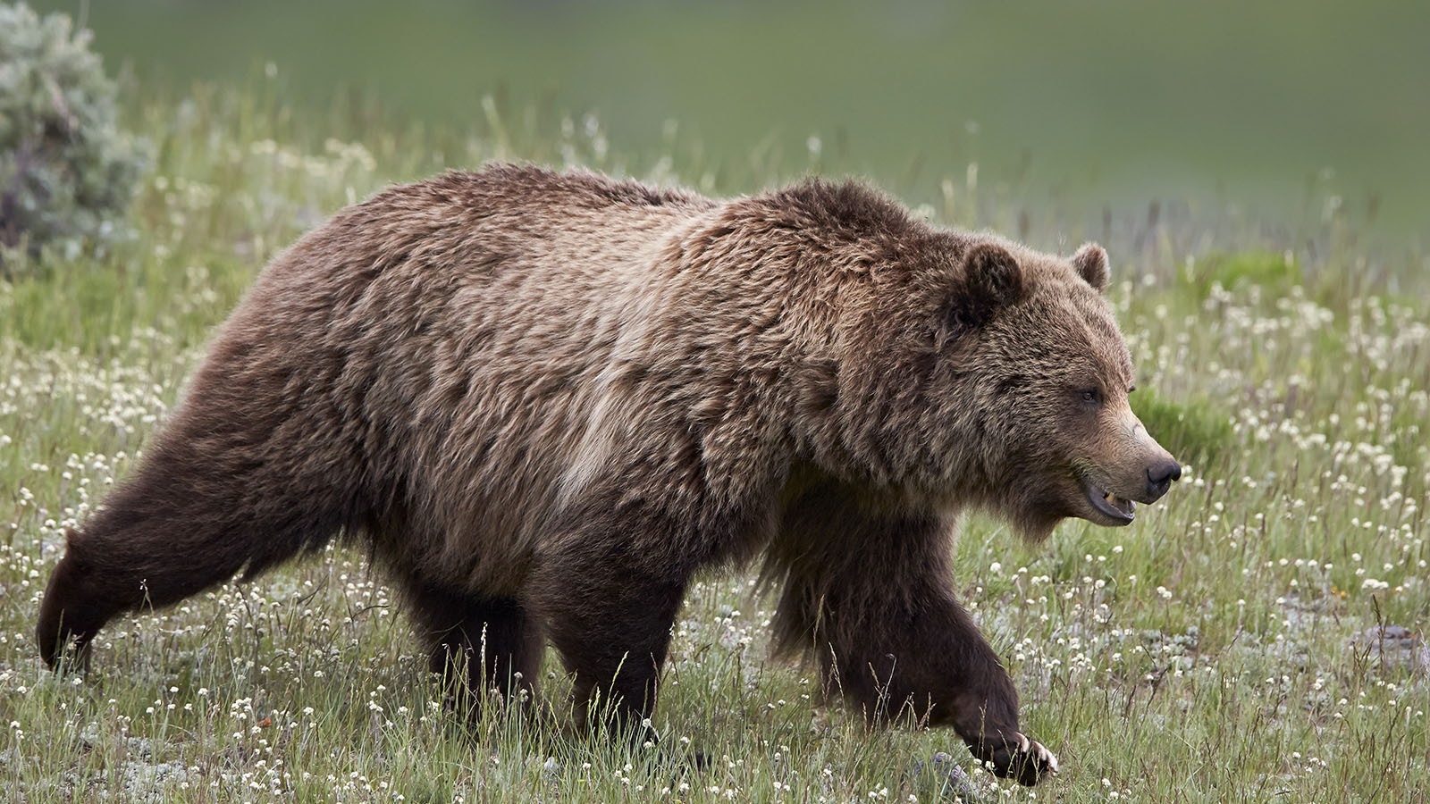 Despite Idaho's petition, grizzly bears remain on Endangered Species List  in the lower 48 states