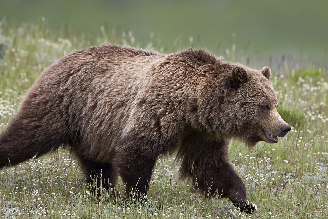 Grizzly bears in the Greater Yellowstone Ecosystem have recovered enough that many Wyoming wildlife officials are pushing to delist them from endangered species status.