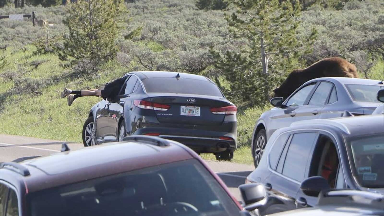A man in Grand Teton National Park jumps headfirst through the open window of his car when he realizes a grizzly bear is close and advancing.