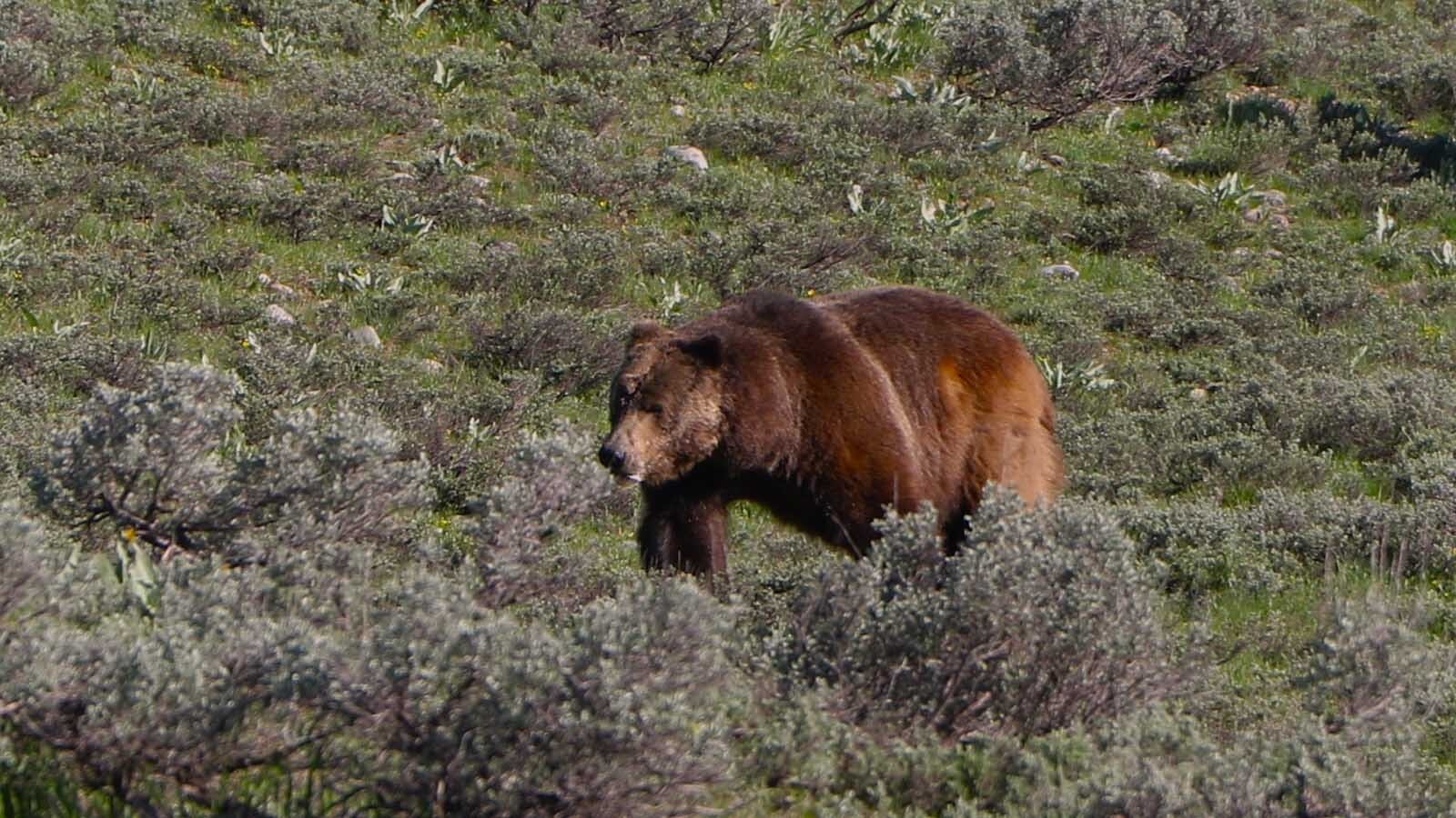 This male grizzly caused quite a bear jam in Grand Teton National Park earlier this month. The boar was chuffing and advancing close to tourists stopped to observe.