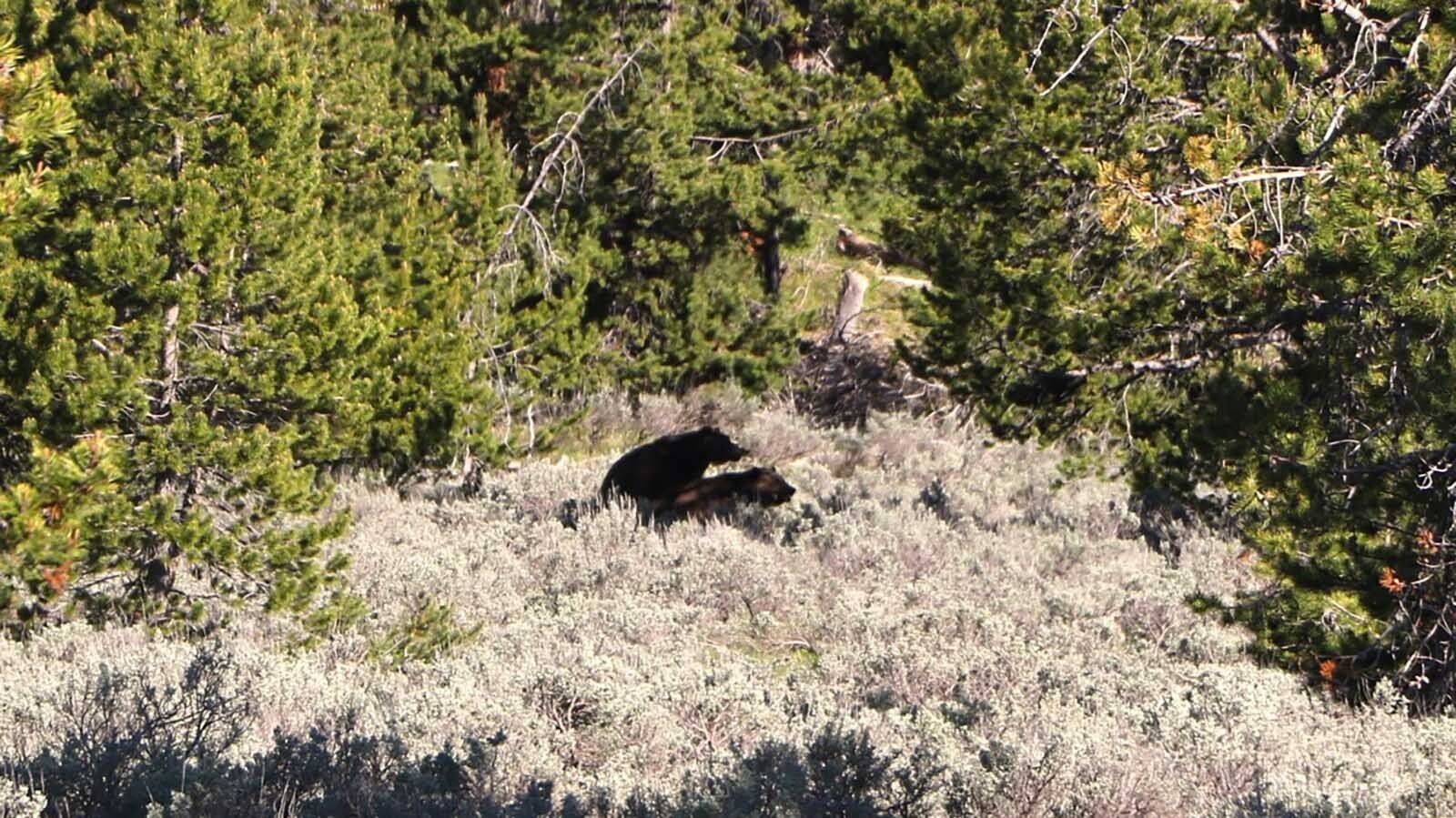 The answer to the question, "Why did the grizzly cross the road in Grand Teton National Park."