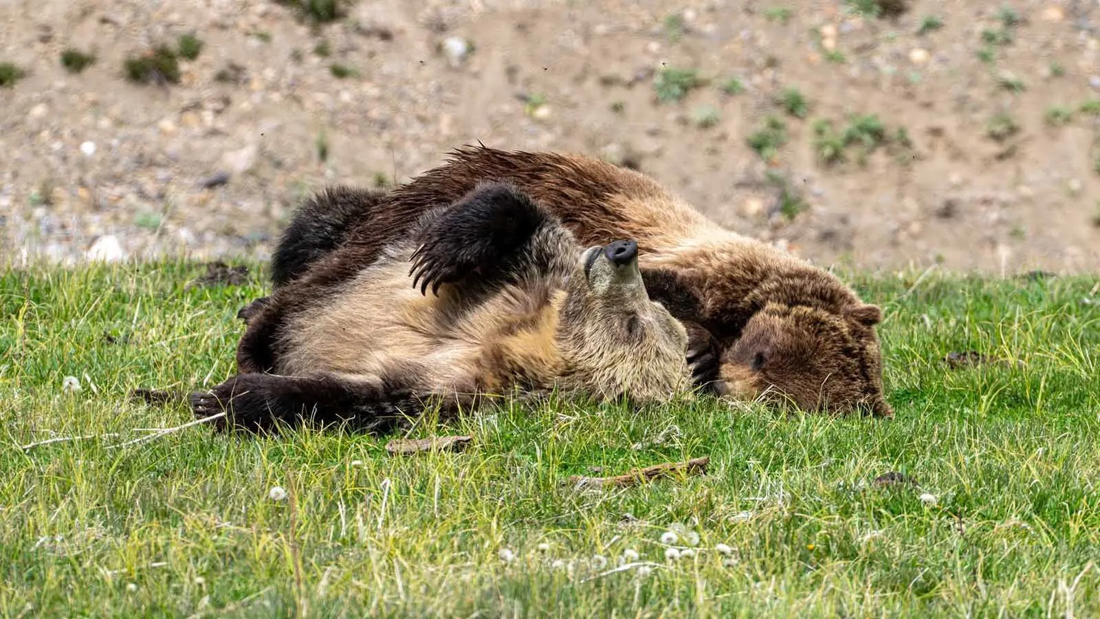 A male grizzly called Quill and a female, Snow, delighted crowds by cuddling during their courtship ritual in Yellowstone National Park.