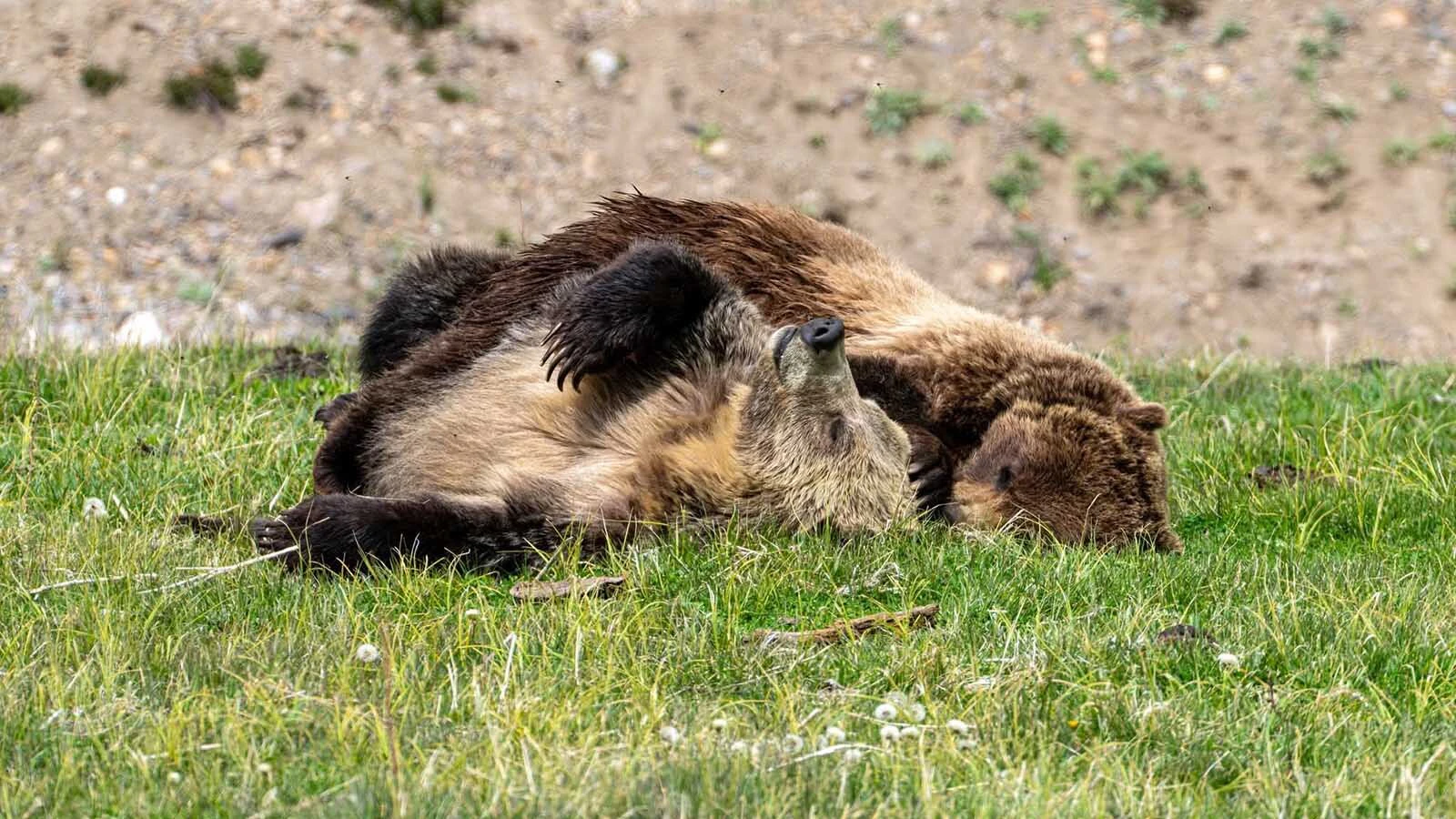 A male grizzly called Quill and a female, Snow, delighted crowds by cuddling during their courtship ritual in Yellowstone National Park.