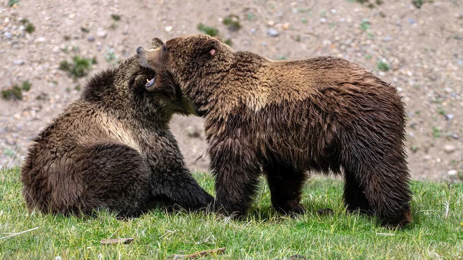 A male grizzly called Quill and a female, Snow, delighted crowds by cuddling during their courtship ritual in Yellowstone National Park.