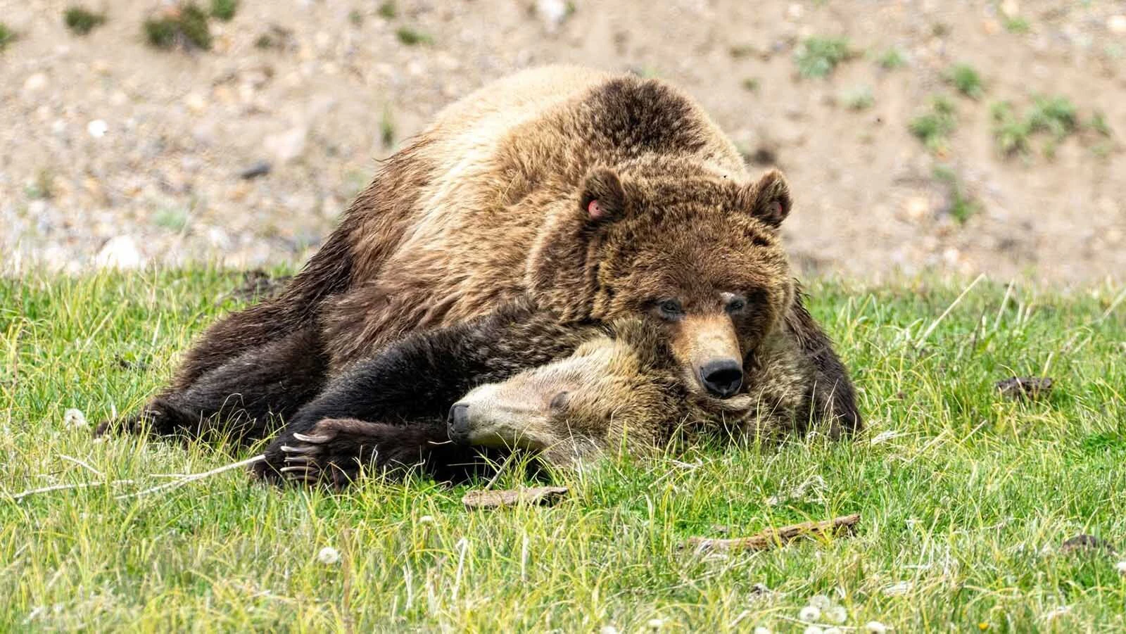A male grizzly called Quill and a female, Snow, delighted crowds by cuddling during their courtship ritual in Yellowstone National Park.