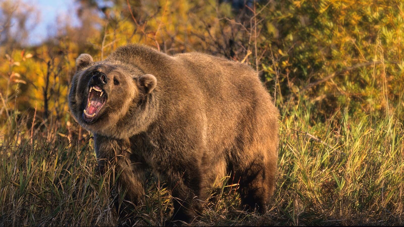 A hunter shot and killed a male grizzly bear in self-defense early Saturday in the Island Park area south of Yellowstone National Park, marking the third year in a row for such incidents.