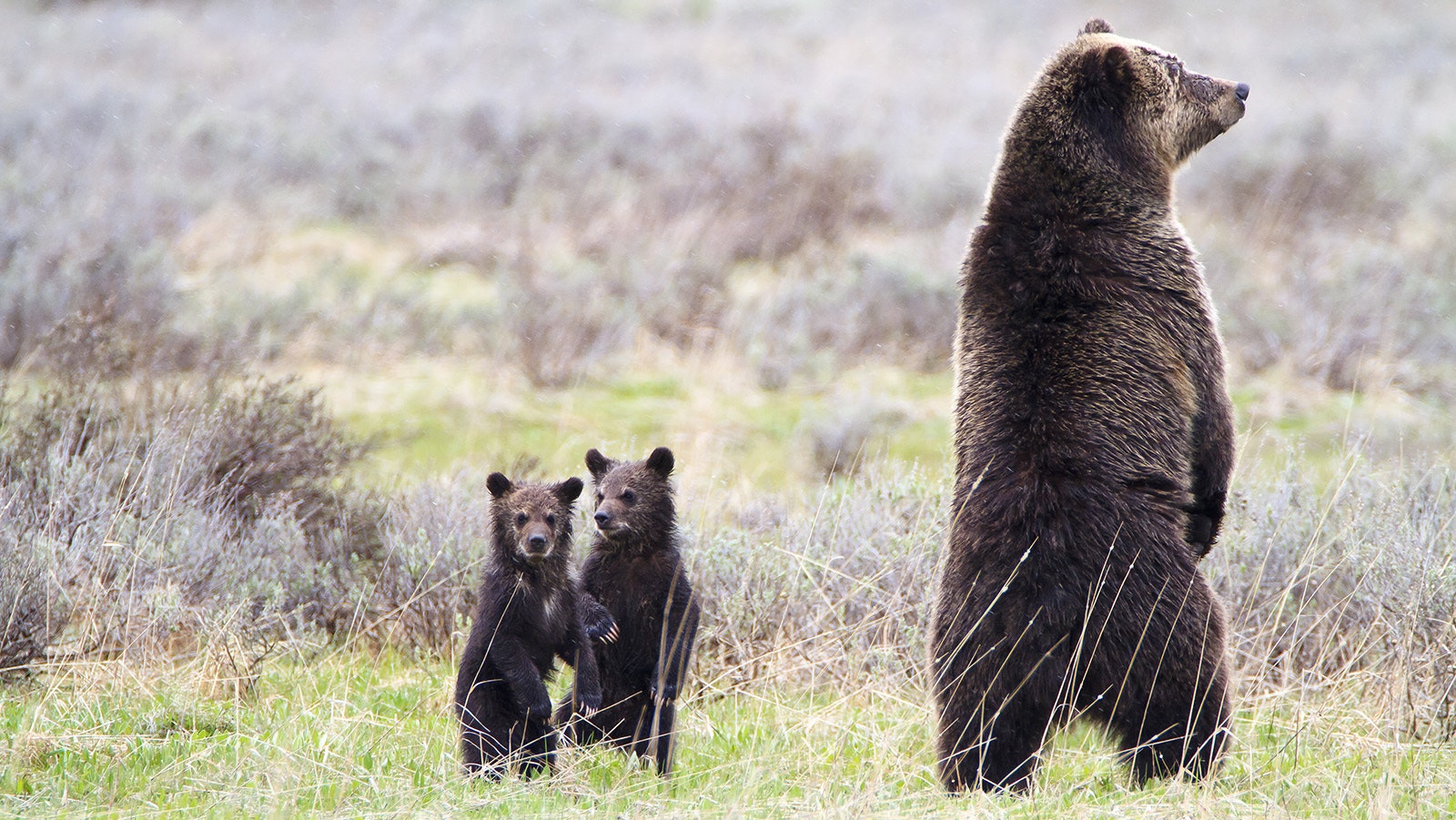 A grizzly sow with her two cubs stand up to take a look around in this file photo.