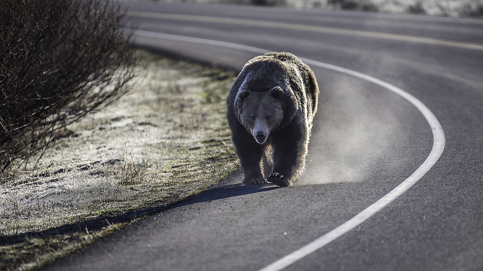 Grizzly on highway 8 29 23