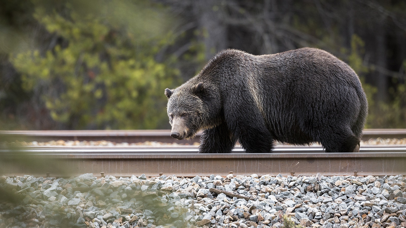 Grizzly bears getting hit by trains isn't a big problem in Wyoming, but is still a concern for wildlife officials.