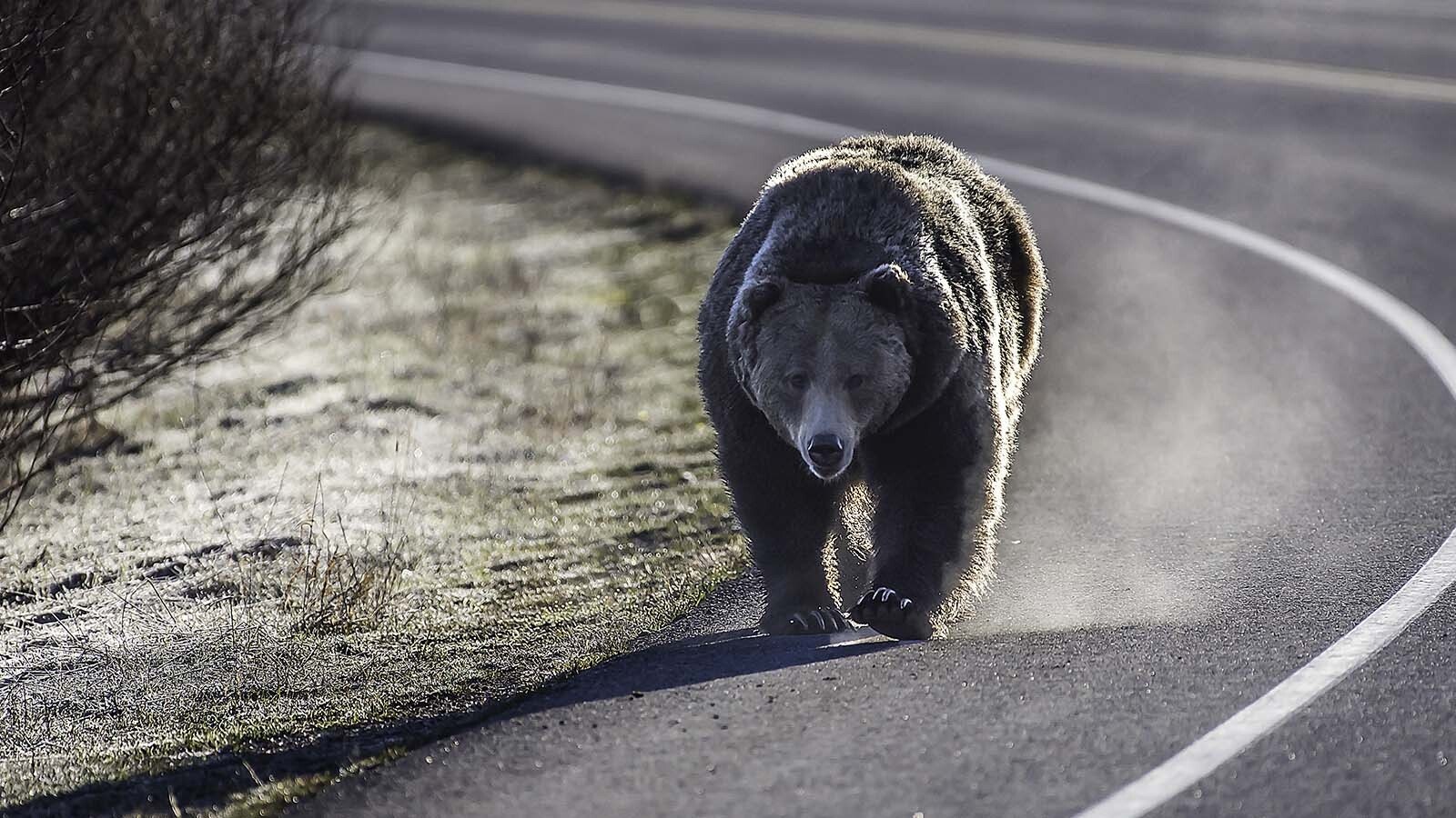 Grizzly on road 9 28 24