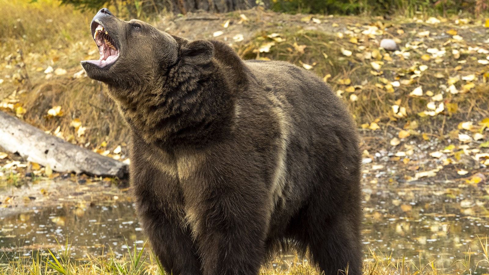 Grizzly roar teeth 8 1 25