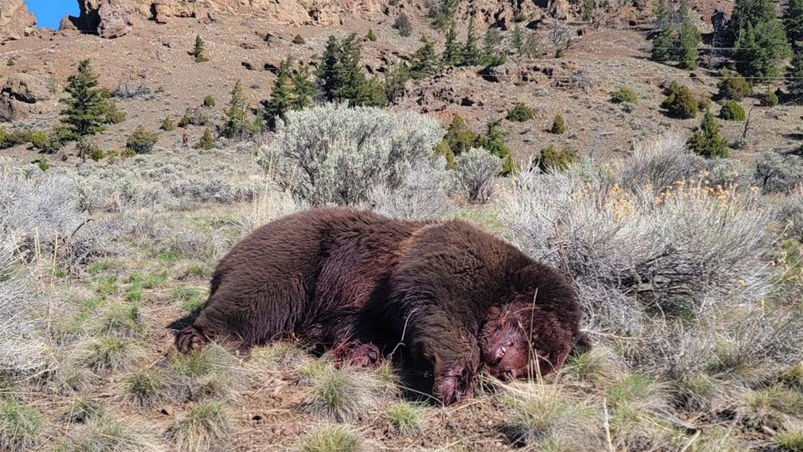 A grizzly bear found shot to death outside Yellowstone National Park in Wyoming in a 2023 file photo.