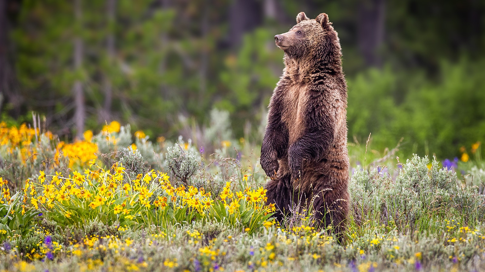 Grizzly standing up in meadow 9 5 23