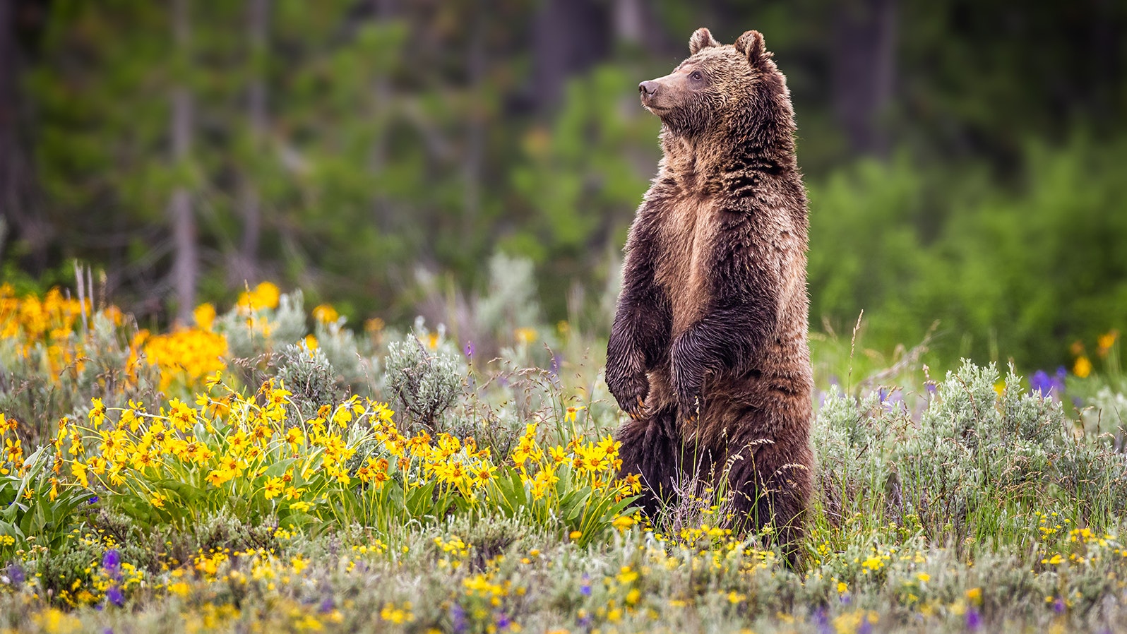 Grizzly standing up in meadow 9 5 23