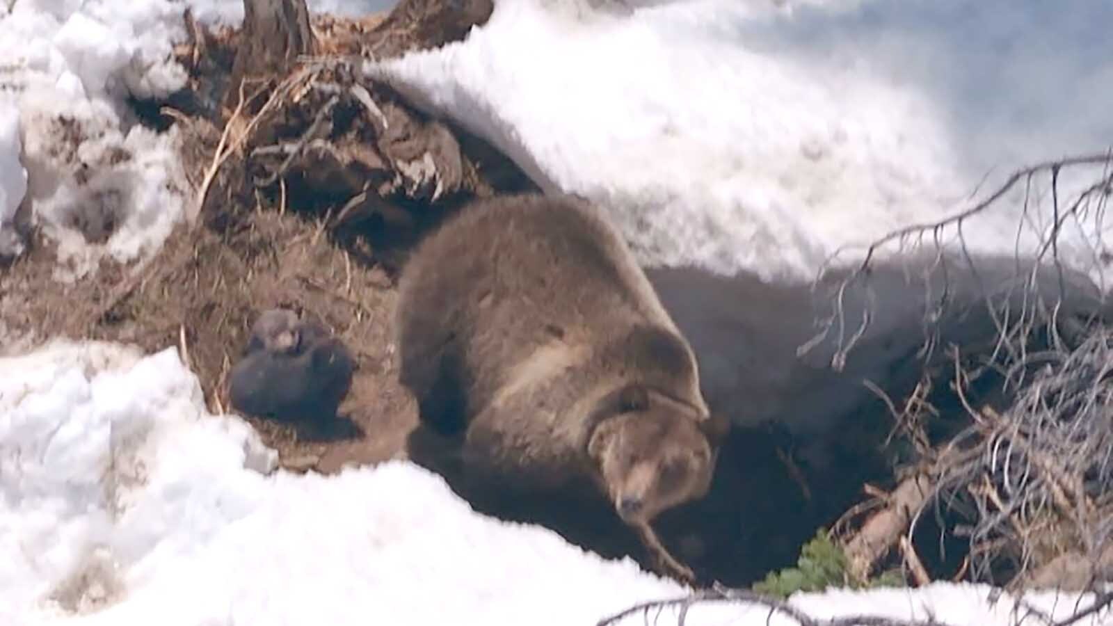 A female grizzly that was captured and moved from the Glacier National Park are to the Greater Yellowstone Ecosystem emerged with two cubs this month. Wildlife managers say it’s important step toward genetic exchange between northern Yellowstone bear populations.