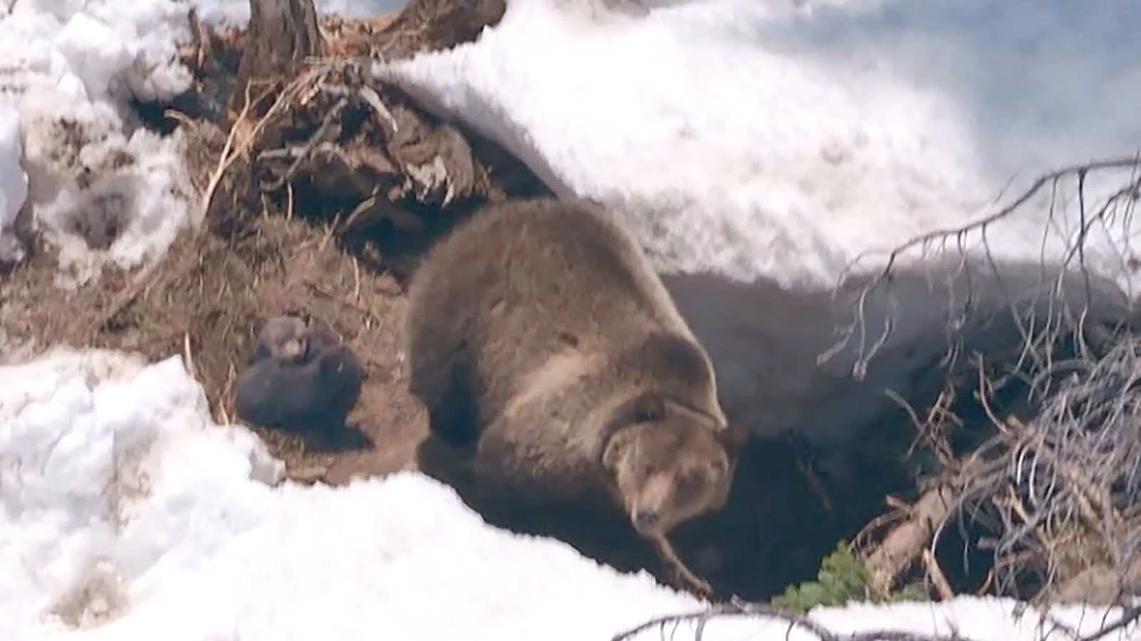A female grizzly that was captured and moved from the Glacier National Park are to the Greater Yellowstone Ecosystem emerged with two cubs this month. Wildlife managers say it’s important step toward genetic exchange between northern Yellowstone bear populations.