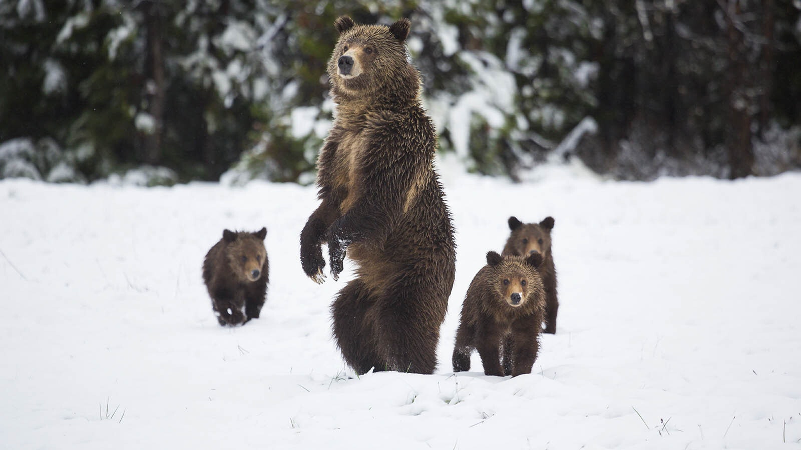 Grizzly with three cubs 1 26 24