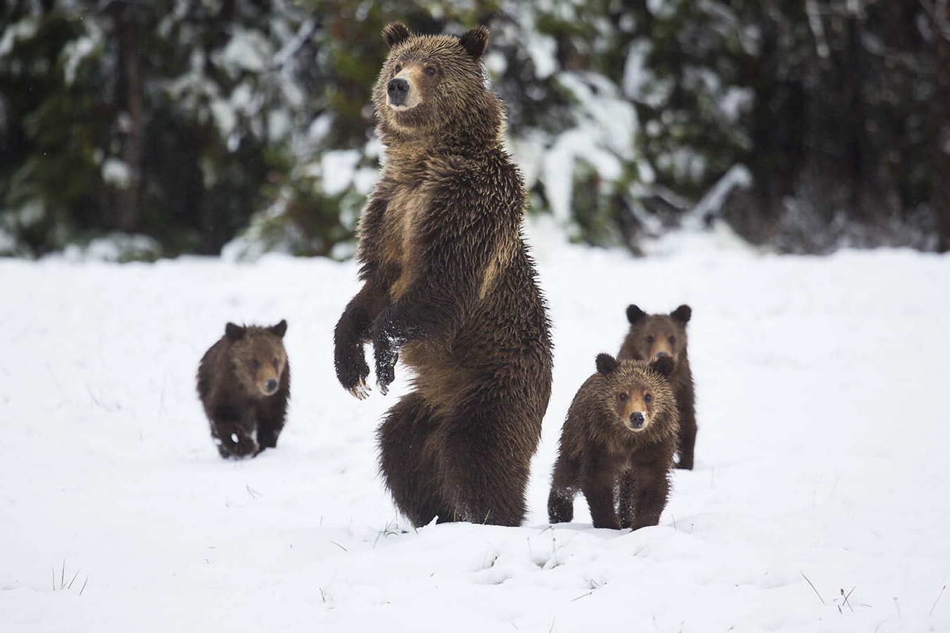 Grizzly with three cubs 1 26 24