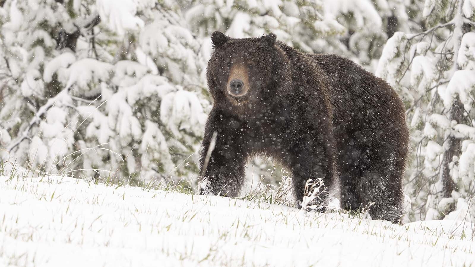 A grizzly bear seen wandering around Yellowstone National Park on Monday might be one of the earliest-ever post-hibernation bear sightings in the park. Above is a Yellowstone grizzly seen in a file photo.