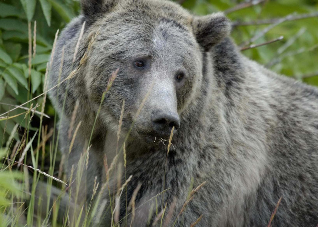 Grizzly Bear Yellowstone NPS FPWC