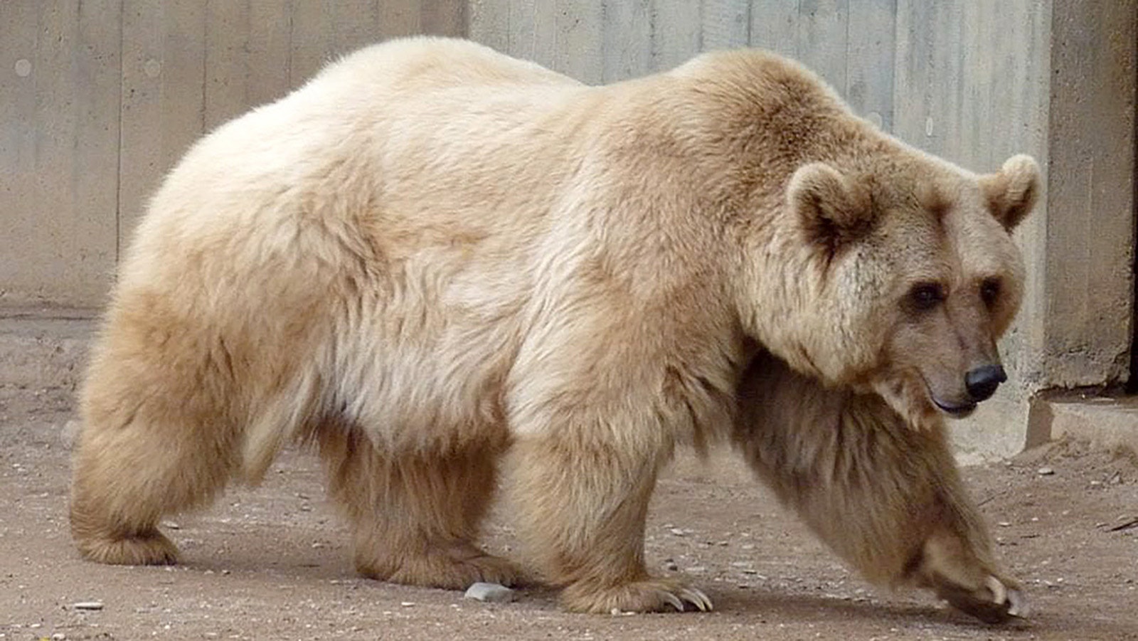 A polar bear/grizzly hybrid is called a “grolar" or "pizzly," depending on who you ask.