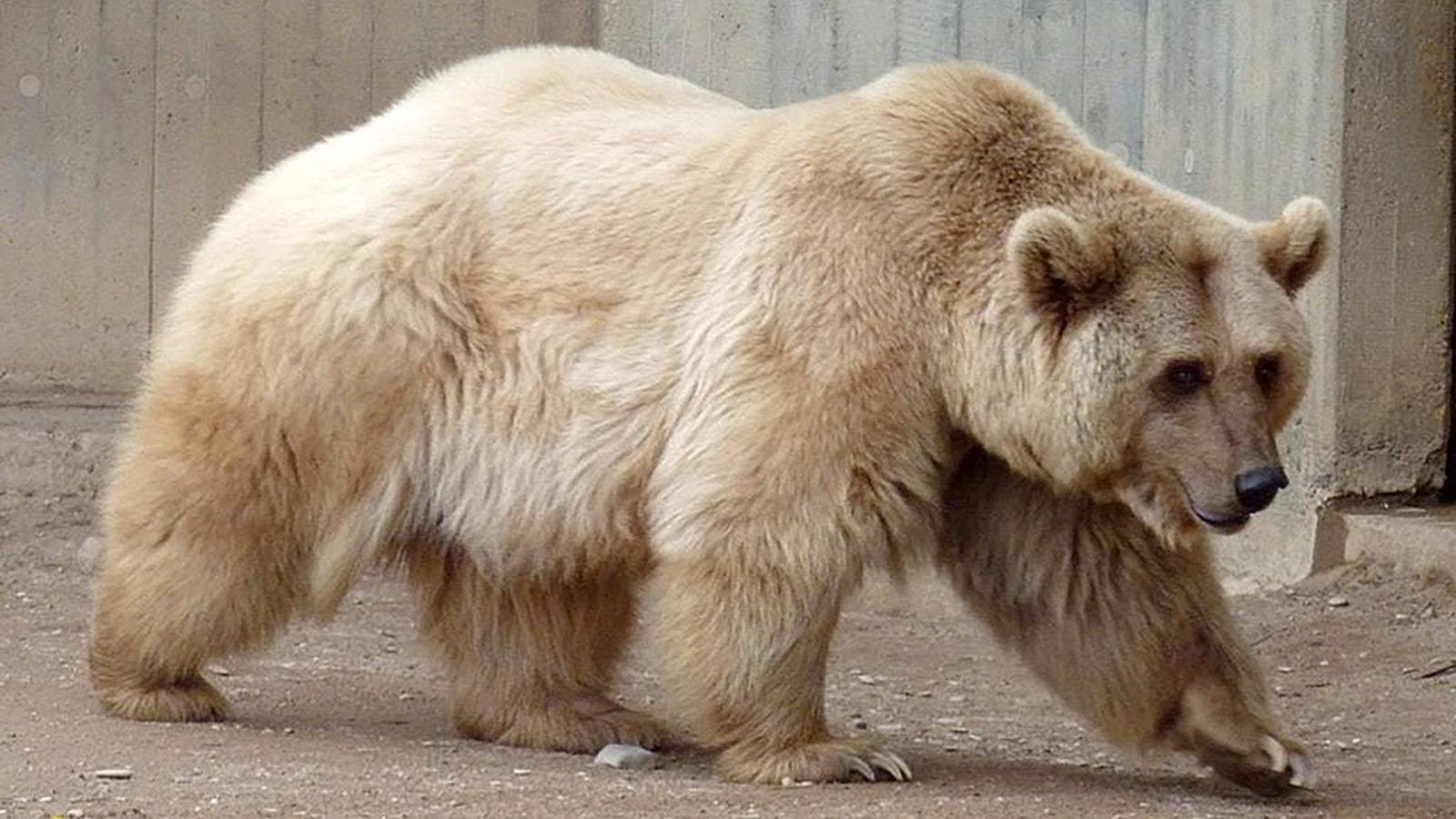 A polar bear/grizzly hybrid is called a “grolar" or "pizzly," depending on who you ask.