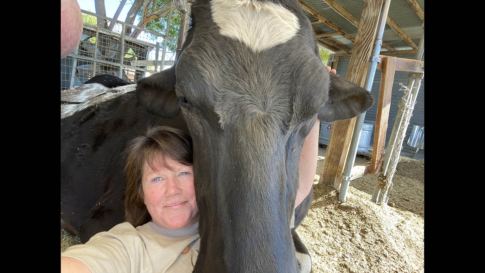 Guapo is a huge 3,000-pound steer Lynn Jamerson rescued about eight years ago. The gentle giant has been featured in a couple of popular children's books, but now will retire to Wyoming from California.