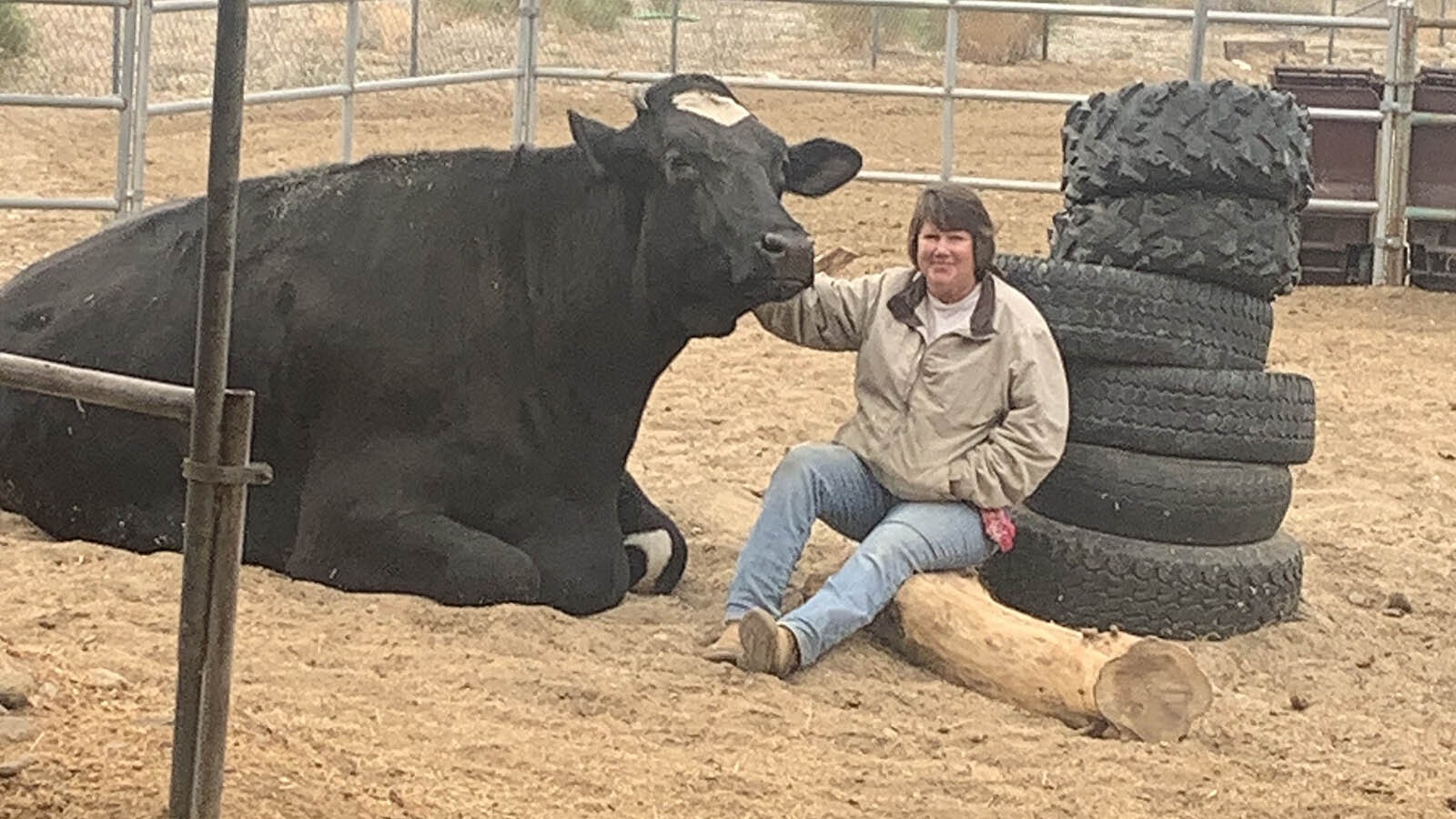 Guapo is a huge 3,000-pound steer Lynn Jamerson rescued about eight years ago. The gentle giant has been featured in a couple of popular children's books, but now will retire to Wyoming from California.