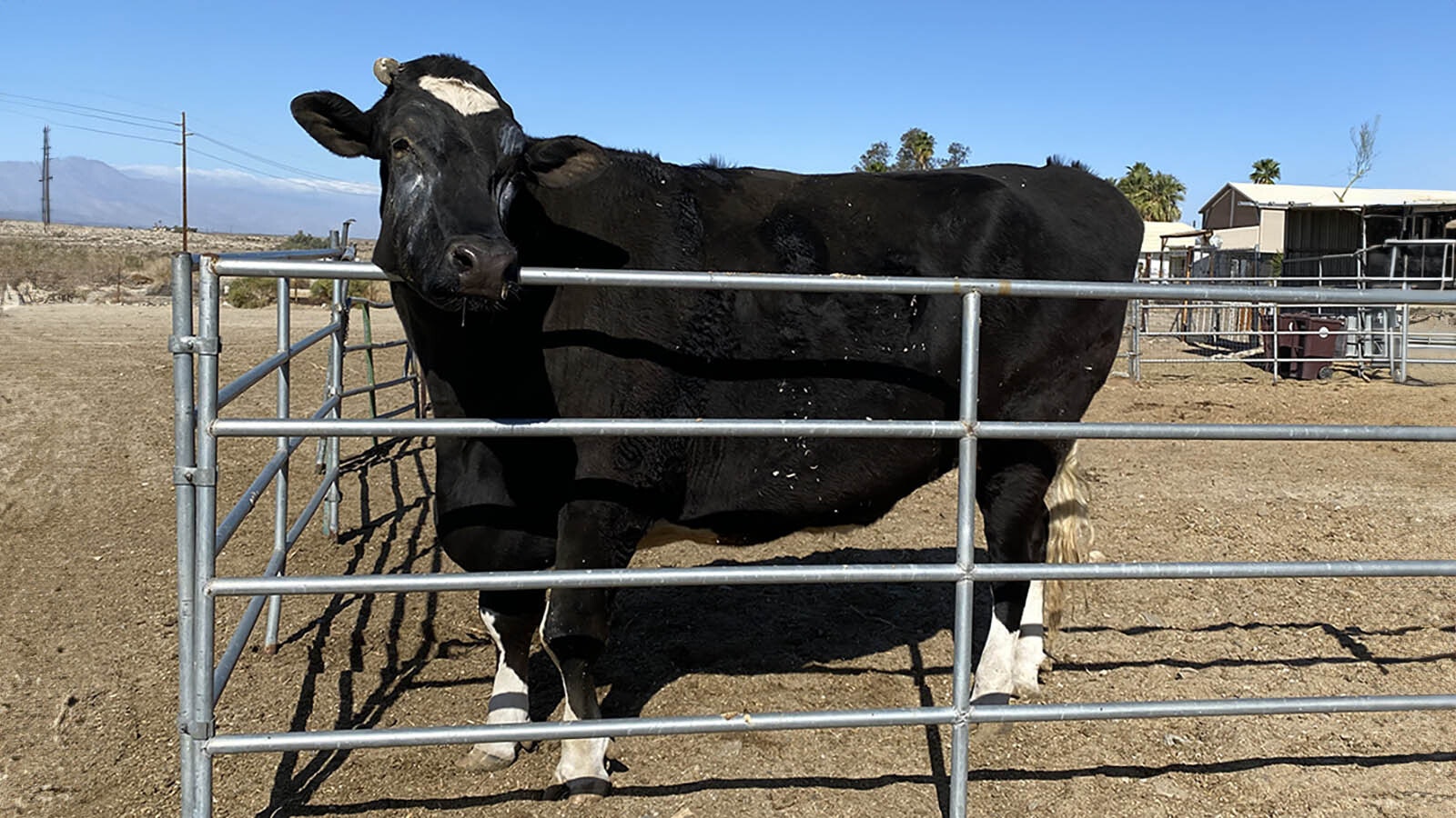 Guapo is a huge 3,000-pound steer Lynn Jamerson rescued about eight years ago. The gentle giant has been featured in a couple of popular children's books, but now will retire to Wyoming from California.