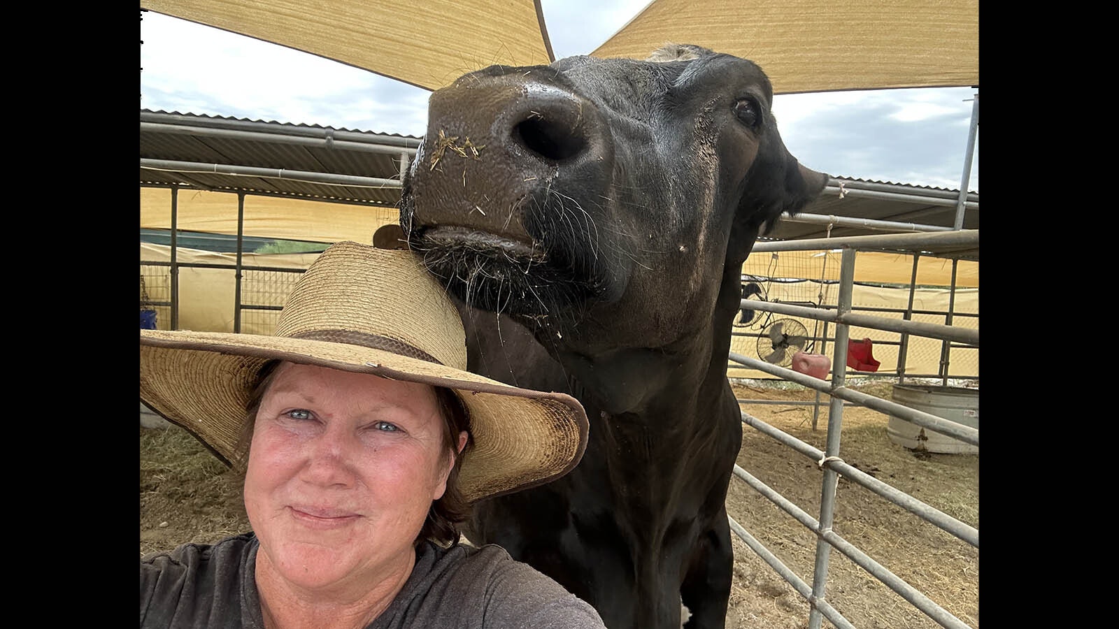 Guapo is a huge 3,000-pound steer Lynn Jamerson rescued about eight years ago. The gentle giant has been featured in a couple of popular children's books, but now will retire to Wyoming from California.