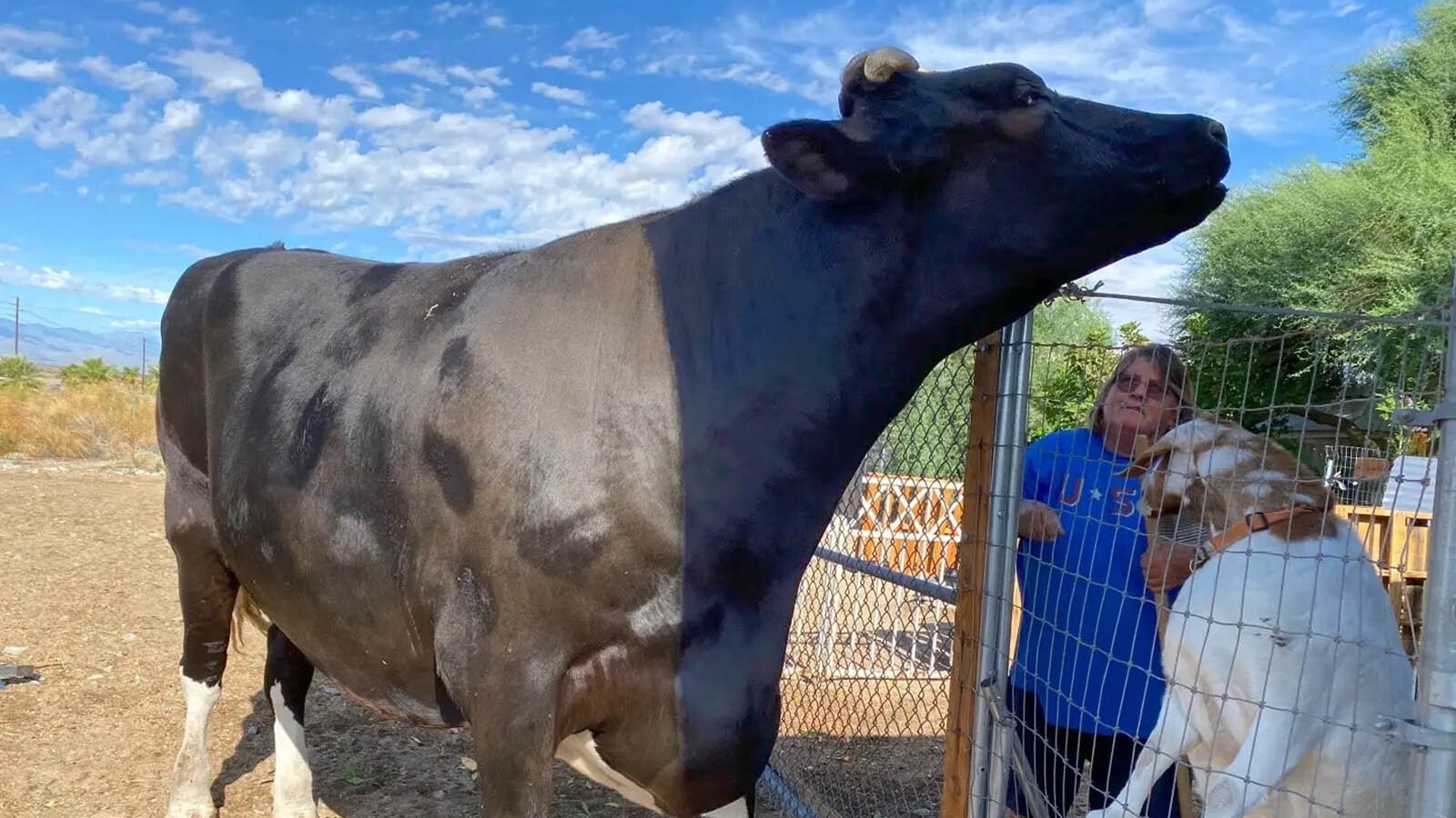 Guapo is a huge 3,000-pound steer Lynn Jamerson rescued about eight years ago. The gentle giant has been featured in a couple of popular children's books, but now will retire to Wyoming from California.