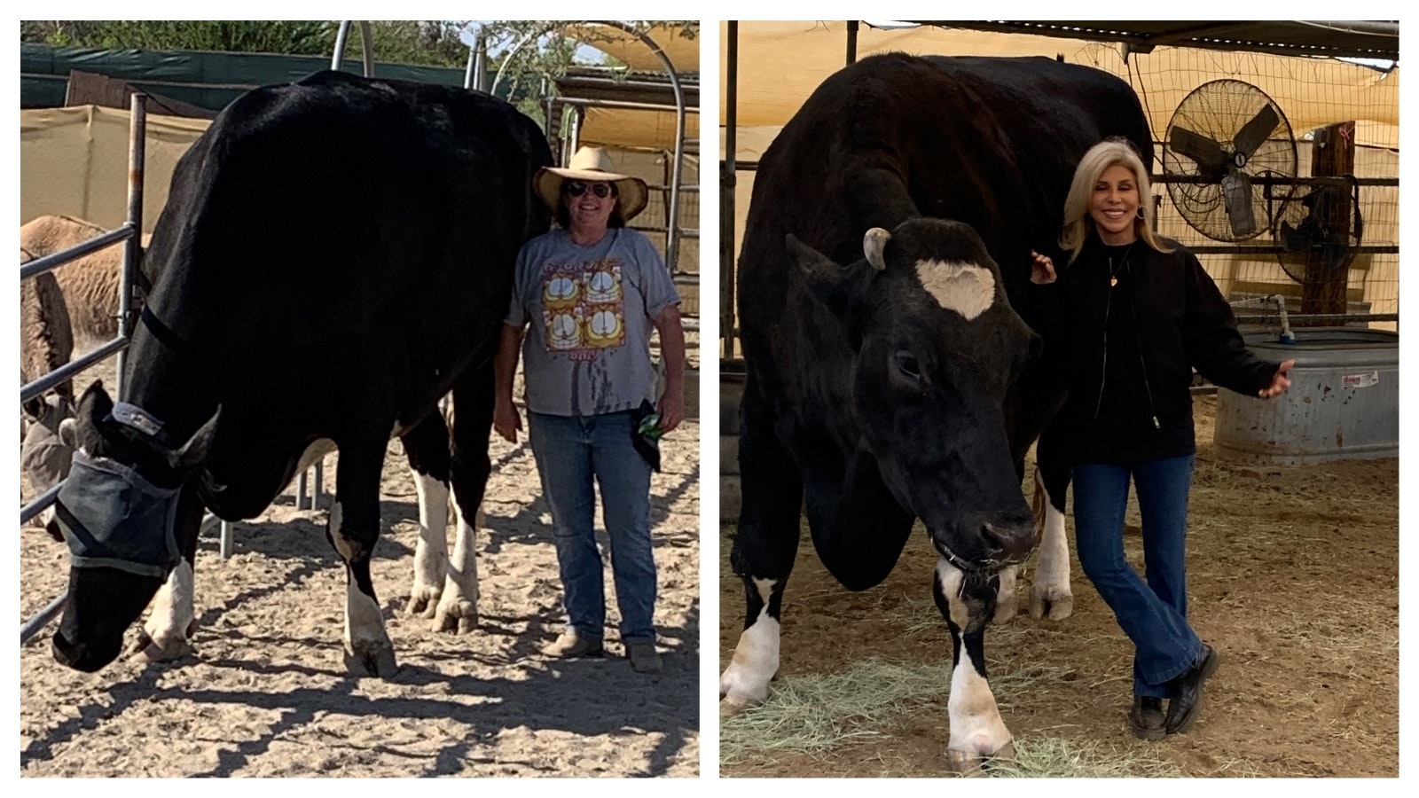 Guapo is a huge 3,000-pound steer Lynn Jamerson rescued about eight years ago. The gentle giant has been featured in a couple of popular children's books, but now will retire to Wyoming from California. Guapo is pictured with Jamerson at left and children's book author Janet Zappala at right.