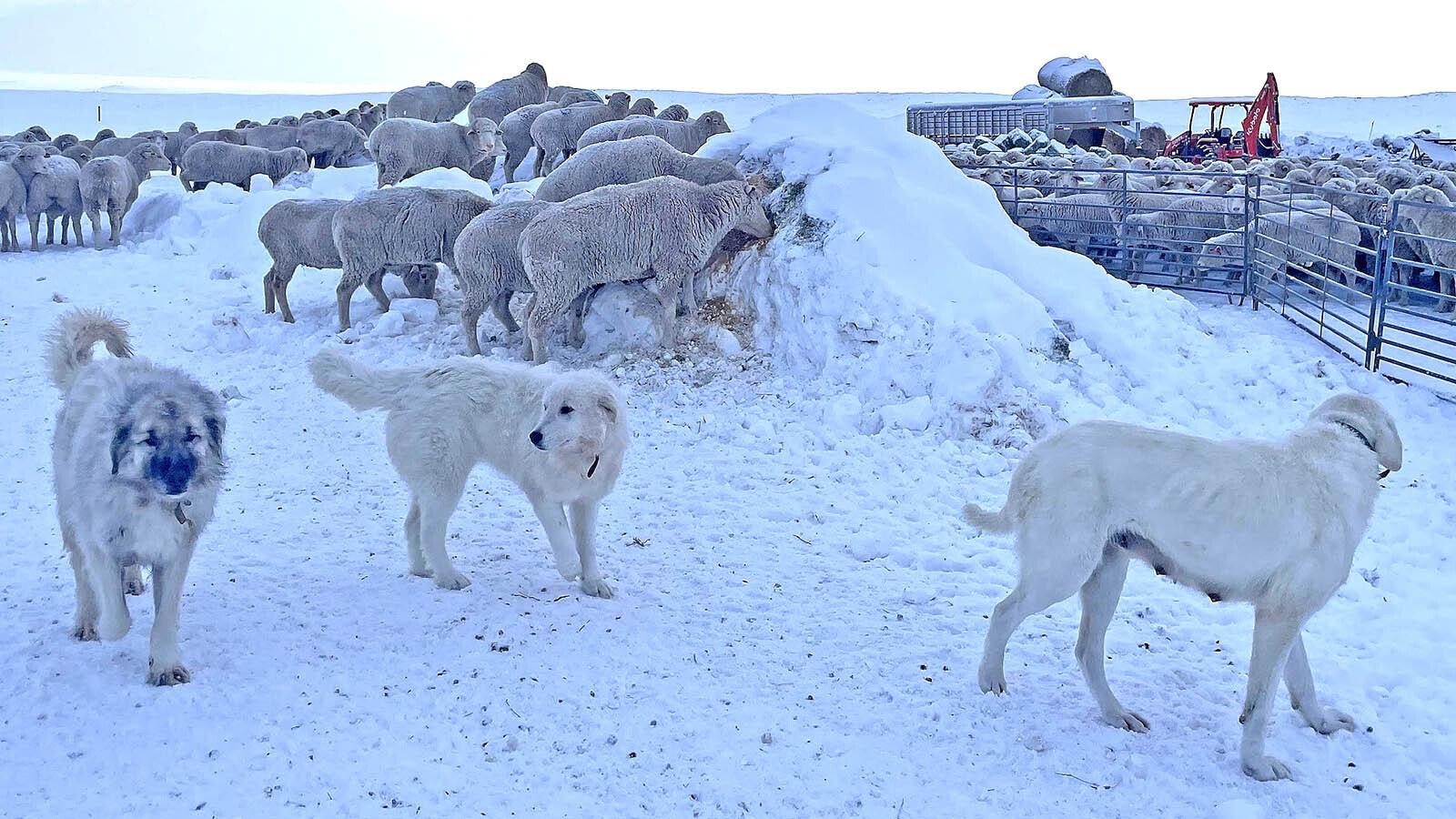 Guard dogs and sheep at Chain Lakes.