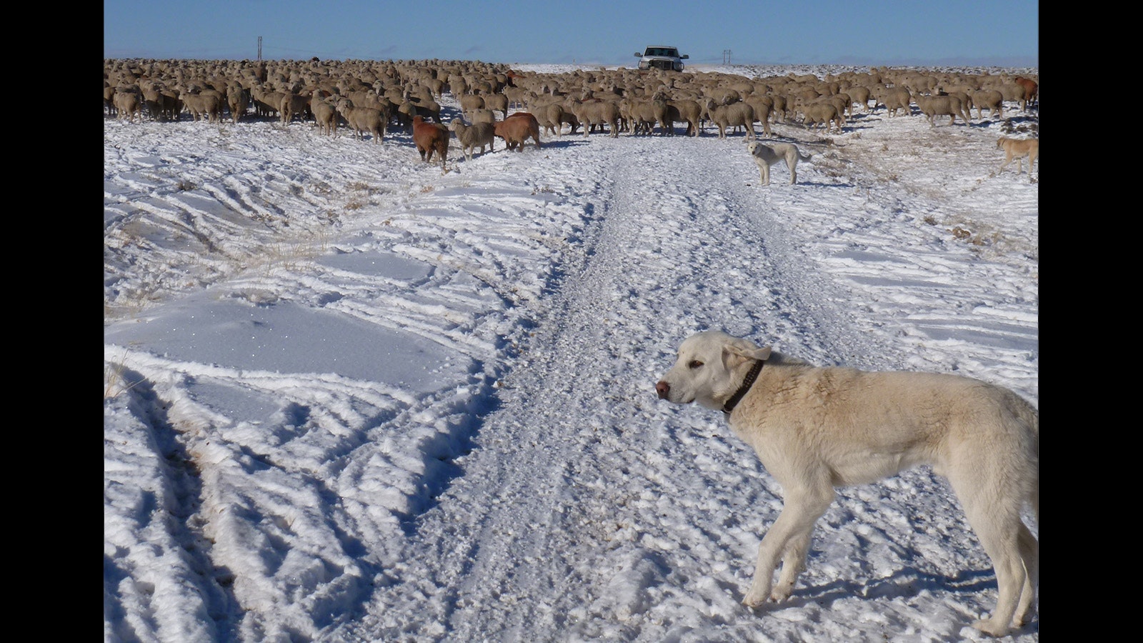 A guard dog watches over a flock of sheep in Wyoming.